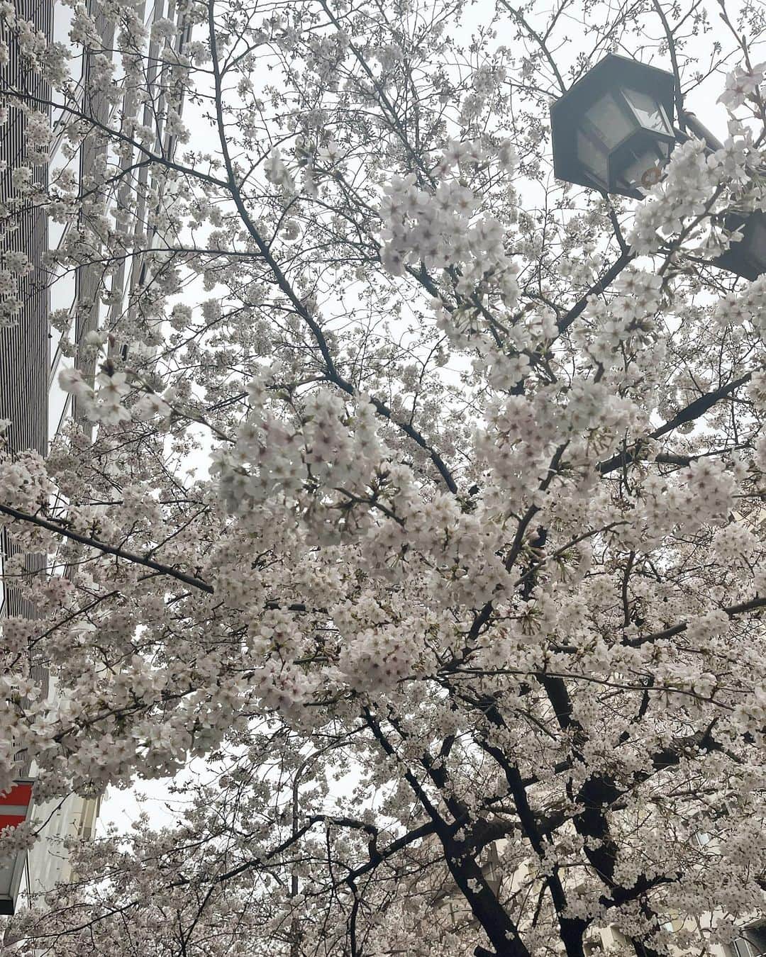 勝俣水稀さんのインスタグラム写真 - (勝俣水稀Instagram)「ㅤㅤㅤㅤㅤㅤㅤㅤㅤㅤㅤㅤㅤ ㅤㅤㅤㅤㅤㅤㅤㅤㅤㅤㅤㅤㅤ 桜の季節が終わる🌸 ㅤㅤㅤㅤㅤㅤㅤㅤㅤㅤㅤㅤㅤ ひらけた橋の上を走ることが大好きだけど、 走って歩道橋の上から街を眺めるのも好きだな〜」4月3日 21時35分 - km_zukky