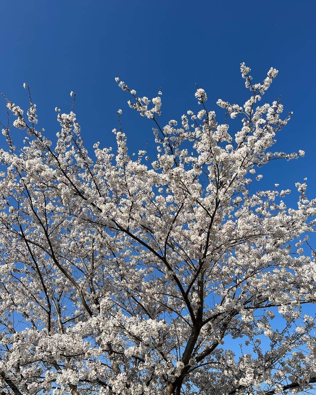 YUAさんのインスタグラム写真 - (YUAInstagram)「⛳️ 男子ツアーが開幕し、ゴルフ観戦の日々がスタートしました🏌️‍♀️ 初戦は三重県の東建多度カントリー。 4ヶ月ぶりの観戦で歩けるか不安でしたがゆあもセナも当たり前のように歩けていました 桜が満開で色とりどりの花が咲きとてもきれいなゴルフ場で歩いていて気持ちよかったです 名古屋で美味しいものもたくさん食べて大好きな選手たちも観られて楽しい週末でした✨ 優勝した今平周吾プロおめでとうございます🎉 ・・・ ・・・ #yua #kidsmodel #ゴルフキッズ女子 #ゴルフ女子コーデ #4月から2年生 #男子ゴルフ盛り上げ隊 #男子ゴルフツアー開幕 #東建ホームメイトカップ #今平周吾プロ」4月3日 21時31分 - yuagram89