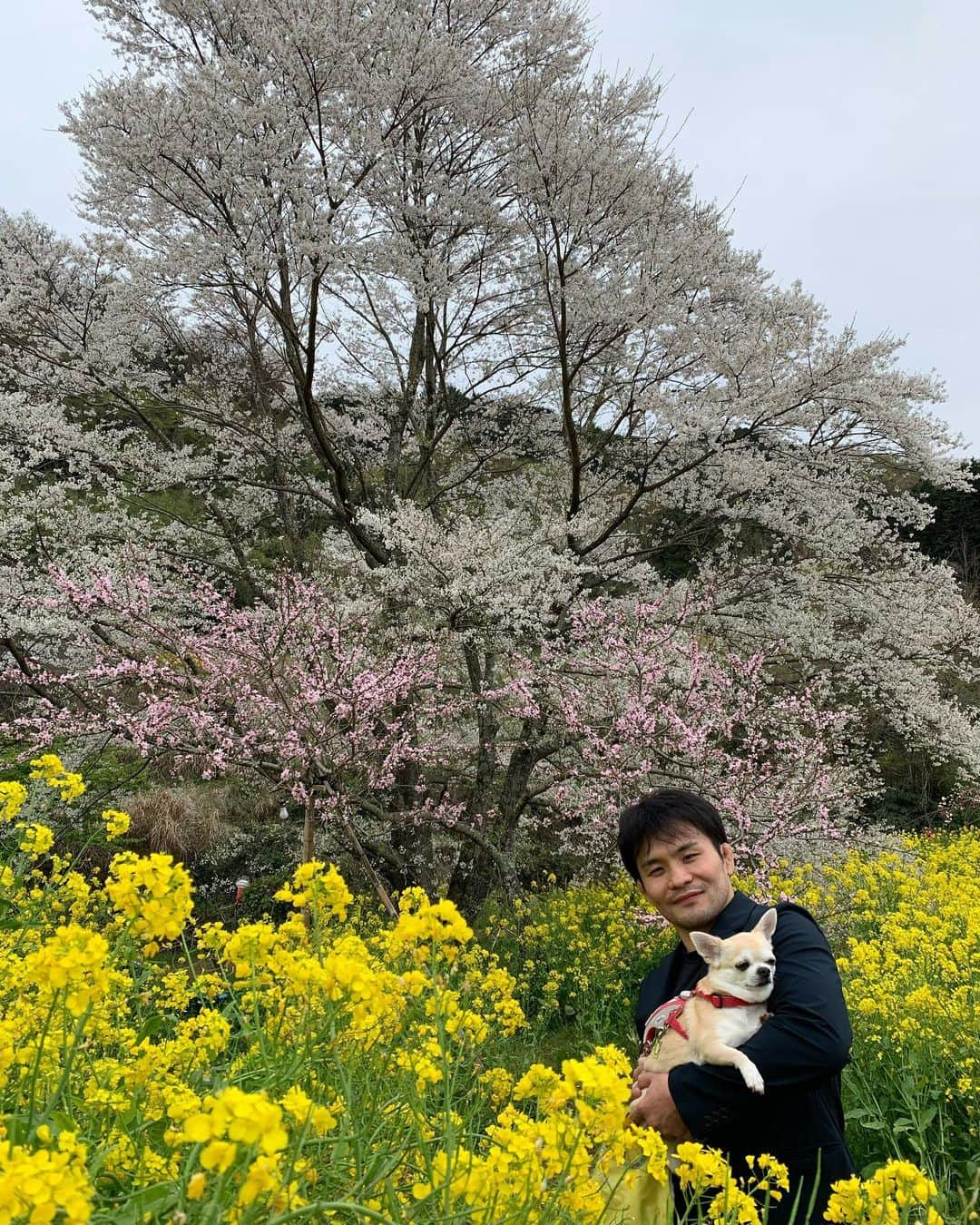 升水翔兵のインスタグラム：「この桜に出会えて良かった✨」