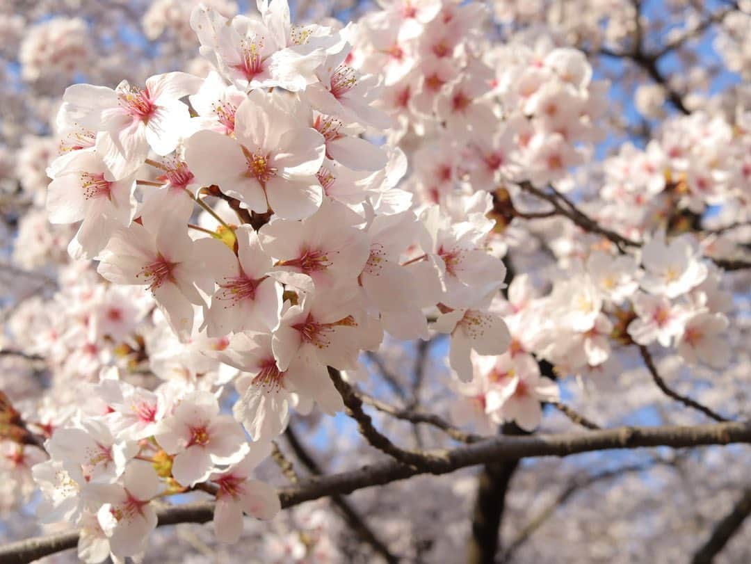 西潟茉莉奈さんのインスタグラム写真 - (西潟茉莉奈Instagram)「. . 桜🌸 . . #canoneoskissx10i」4月3日 21時39分 - marina_1016.n