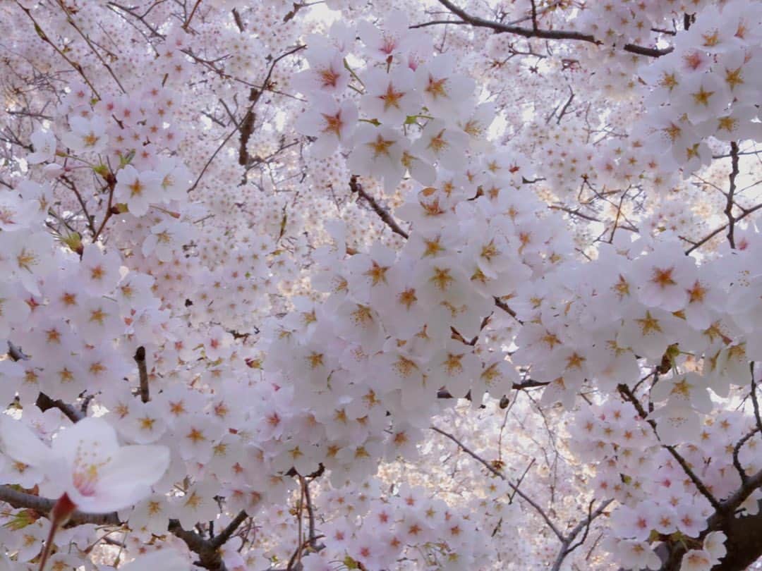 西潟茉莉奈のインスタグラム：「. . 桜🌸 . . #canoneoskissx10i」