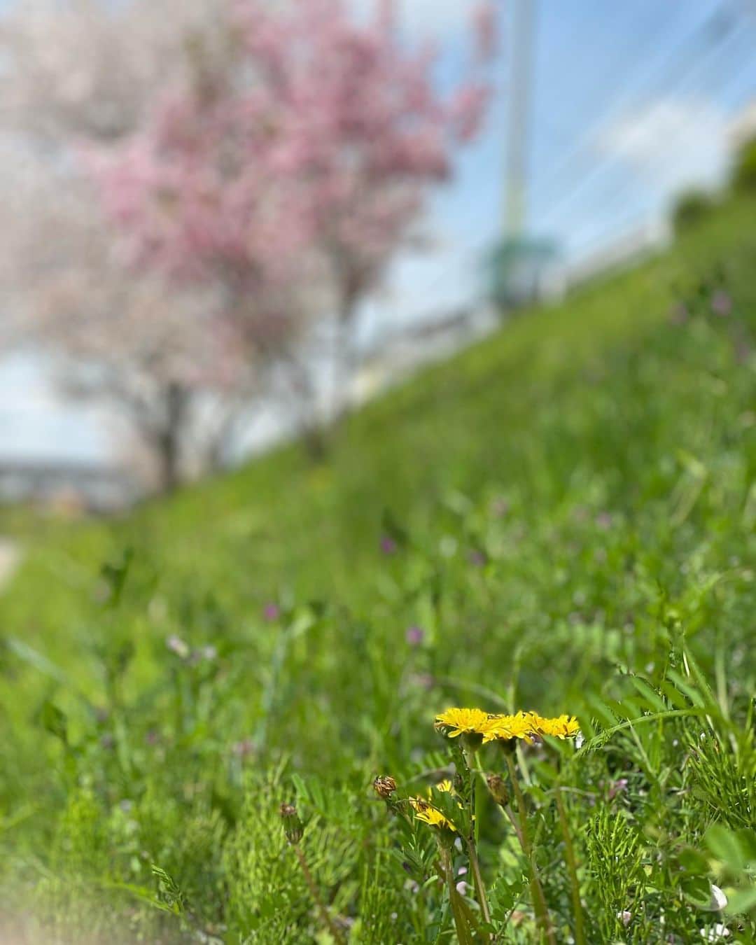 藤沢久美さんのインスタグラム写真 - (藤沢久美Instagram)「週末は、奈良の実家の氏神様にご挨拶に行きました。  懐かしい道を歩きながら、桜やタンポポ、カラスノエンドウ、れんげ草など、春のお花にもご挨拶。  #奈良 #春の草花」4月3日 21時42分 - kumifujisawa