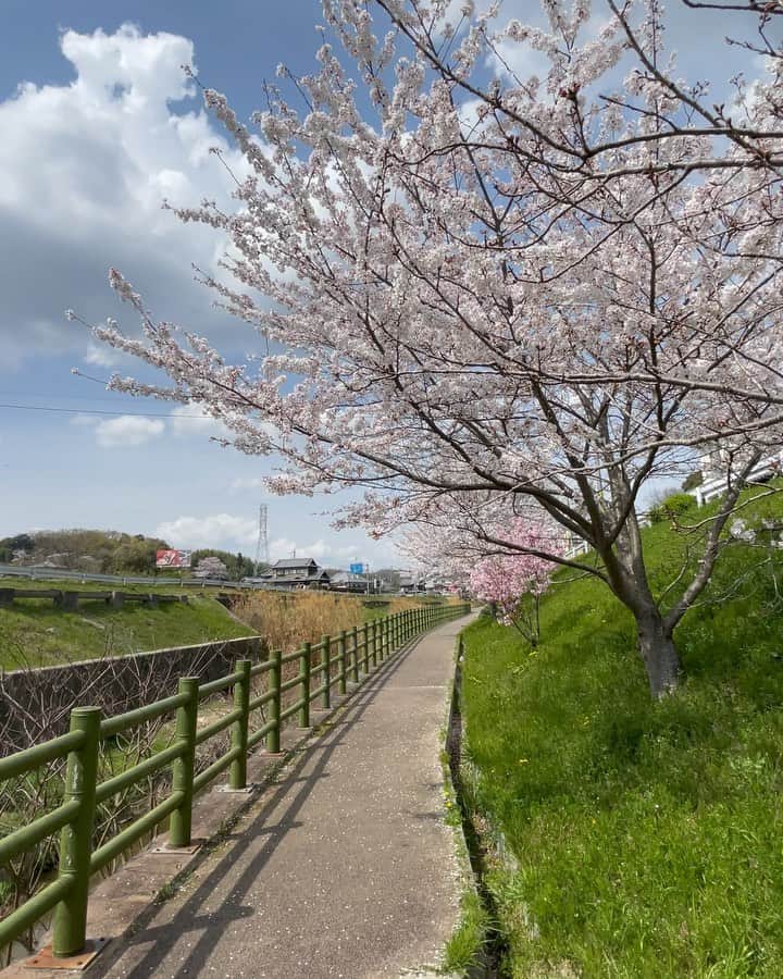 藤沢久美のインスタグラム：「週末は、奈良の実家の氏神様にご挨拶に行きました。  懐かしい道を歩きながら、桜やタンポポ、カラスノエンドウ、れんげ草など、春のお花にもご挨拶。  #奈良 #春の草花」