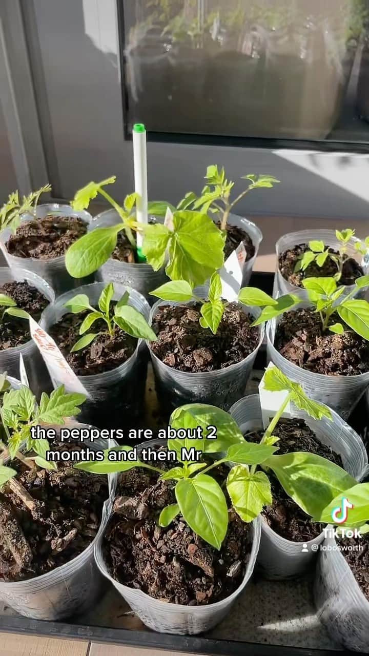 ロー・ボスワースのインスタグラム：「8 week apartment farm update 🌱🌱🌱」