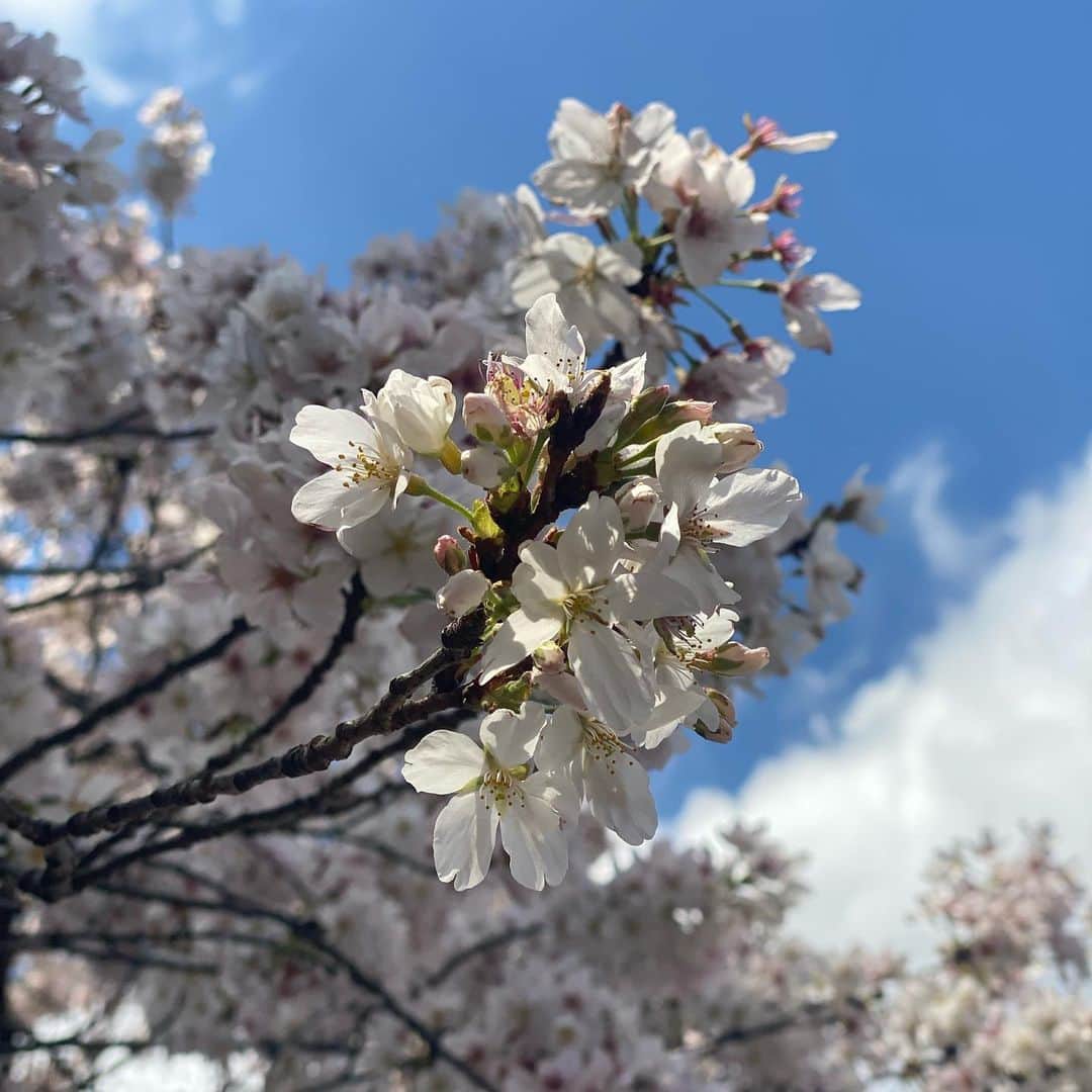 横山なつみさんのインスタグラム写真 - (横山なつみInstagram)「.  🌸🫧  新年度始まりましたね  新しい環境や新しい仕事 新しい出会いもある季節。  わたし自身も変化することに恐れず 色んなチャレンジと吸収すること 頑張っていきたいとおもいます☻   #桜 #花見 #目黒川 #中目黒」4月3日 21時42分 - ___natsumi327