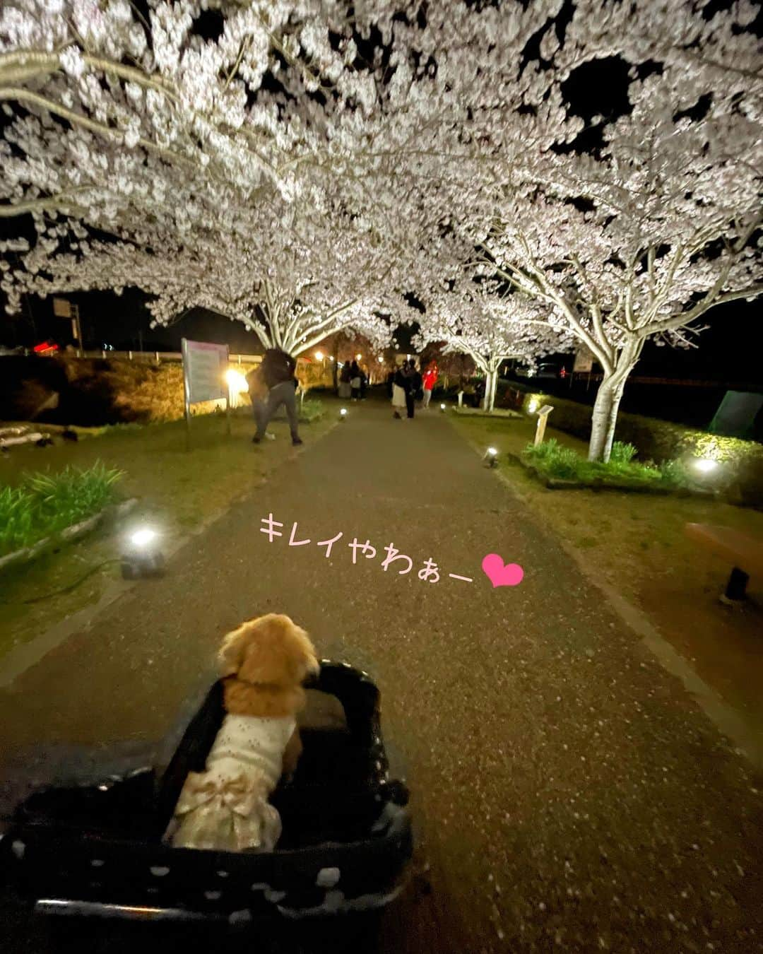 チズさんのインスタグラム写真 - (チズInstagram)「犬生🐶最初で最後の夜桜🐾🌸 #生前の思い出 #昨年の桜 #お花見　 #夜桜  #思い出アルバム #ＴT兄弟  #Ｍダックス#ダックス#ミニチュアダックス#腎不全犬#腎臓病犬#親父犬#シニア犬#ミニチュアダックスフンド #ミニチュアダックスクリーム#短足部 #兵庫犬#短足犬#カニンヘンダックス #ダックス16歳#カニンヘンダックスフンド#老犬との暮らし#老犬ダックス#シニアライフ#犬は家族#犬のいる生活#インスタでわんこみるのが日課 ♡♡」4月3日 21時53分 - sqi.chizu