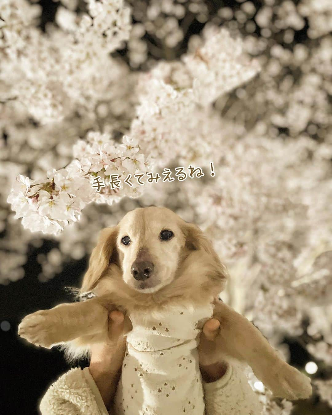 チズさんのインスタグラム写真 - (チズInstagram)「犬生🐶最初で最後の夜桜🐾🌸 #生前の思い出 #昨年の桜 #お花見　 #夜桜  #思い出アルバム #ＴT兄弟  #Ｍダックス#ダックス#ミニチュアダックス#腎不全犬#腎臓病犬#親父犬#シニア犬#ミニチュアダックスフンド #ミニチュアダックスクリーム#短足部 #兵庫犬#短足犬#カニンヘンダックス #ダックス16歳#カニンヘンダックスフンド#老犬との暮らし#老犬ダックス#シニアライフ#犬は家族#犬のいる生活#インスタでわんこみるのが日課 ♡♡」4月3日 21時53分 - sqi.chizu