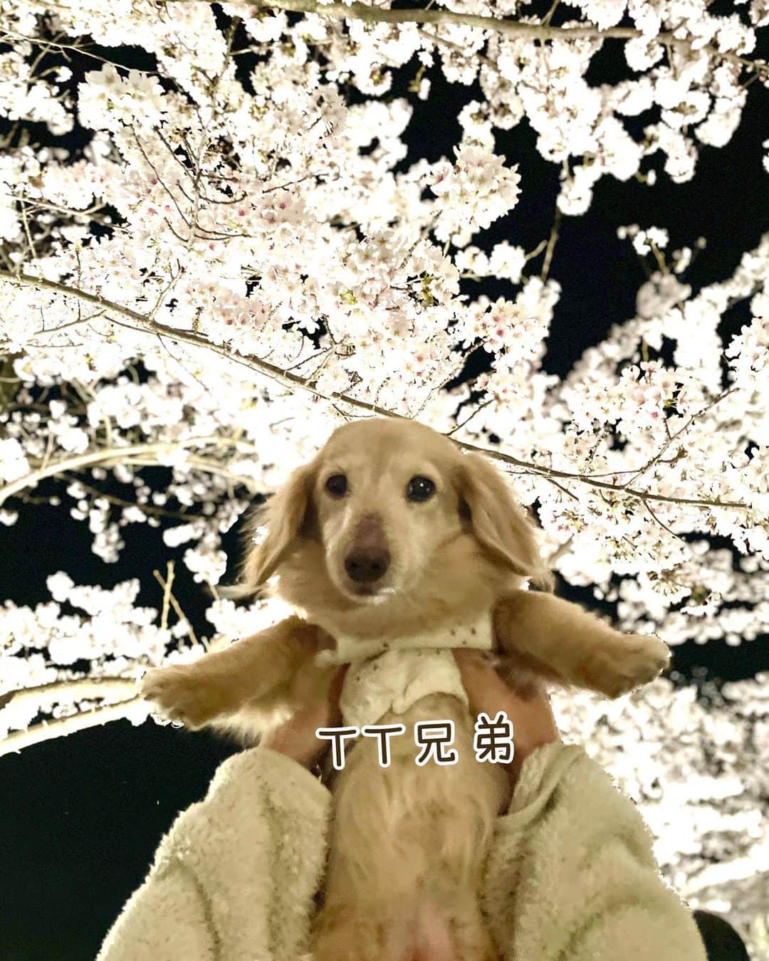 チズさんのインスタグラム写真 - (チズInstagram)「犬生🐶最初で最後の夜桜🐾🌸 #生前の思い出 #昨年の桜 #お花見　 #夜桜  #思い出アルバム #ＴT兄弟  #Ｍダックス#ダックス#ミニチュアダックス#腎不全犬#腎臓病犬#親父犬#シニア犬#ミニチュアダックスフンド #ミニチュアダックスクリーム#短足部 #兵庫犬#短足犬#カニンヘンダックス #ダックス16歳#カニンヘンダックスフンド#老犬との暮らし#老犬ダックス#シニアライフ#犬は家族#犬のいる生活#インスタでわんこみるのが日課 ♡♡」4月3日 21時53分 - sqi.chizu