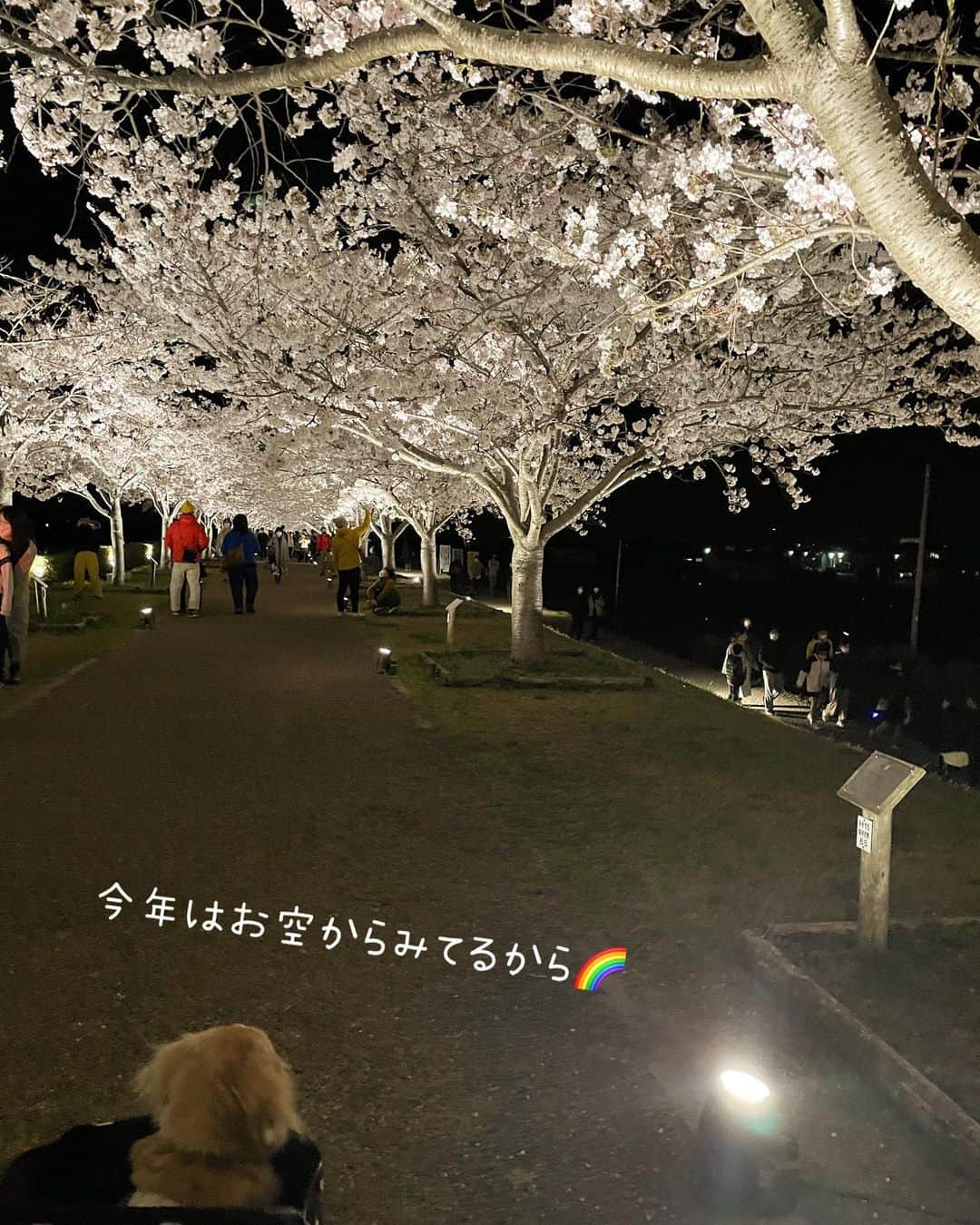 チズさんのインスタグラム写真 - (チズInstagram)「犬生🐶最初で最後の夜桜🐾🌸 #生前の思い出 #昨年の桜 #お花見　 #夜桜  #思い出アルバム #ＴT兄弟  #Ｍダックス#ダックス#ミニチュアダックス#腎不全犬#腎臓病犬#親父犬#シニア犬#ミニチュアダックスフンド #ミニチュアダックスクリーム#短足部 #兵庫犬#短足犬#カニンヘンダックス #ダックス16歳#カニンヘンダックスフンド#老犬との暮らし#老犬ダックス#シニアライフ#犬は家族#犬のいる生活#インスタでわんこみるのが日課 ♡♡」4月3日 21時53分 - sqi.chizu