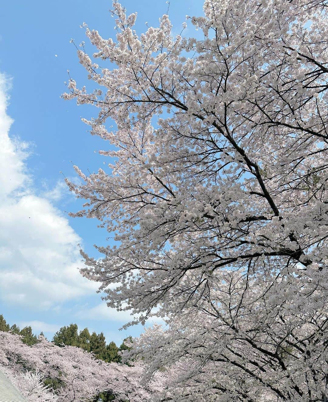 梅澤美波さんのインスタグラム写真 - (梅澤美波Instagram)「嘘みたいにきれいな桜でした〜」4月3日 21時47分 - ume_minami.official