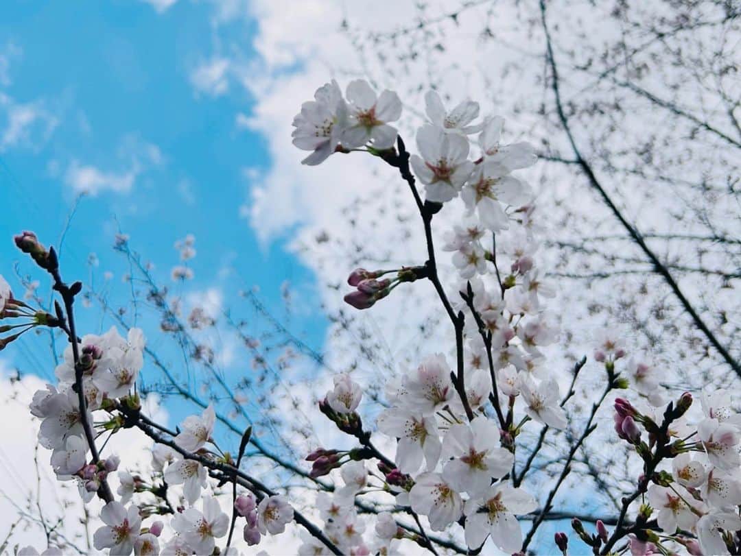 山岸愛梨さんのインスタグラム写真 - (山岸愛梨Instagram)「今年はたくさん桜を堪能することができました🌸  さーやんと一緒にお花見配信を担当させていただいたのも良い思い出🥰  そろそろラストチャンスの地域も多いので、お天気や桜の情報をチェックしながら早めにお花見をお楽しみくださいね🌸  #ウェザーニュース　#ウェザーニュースキャスター　#ウェザーニュースlive」4月3日 22時03分 - airi_yamagishi