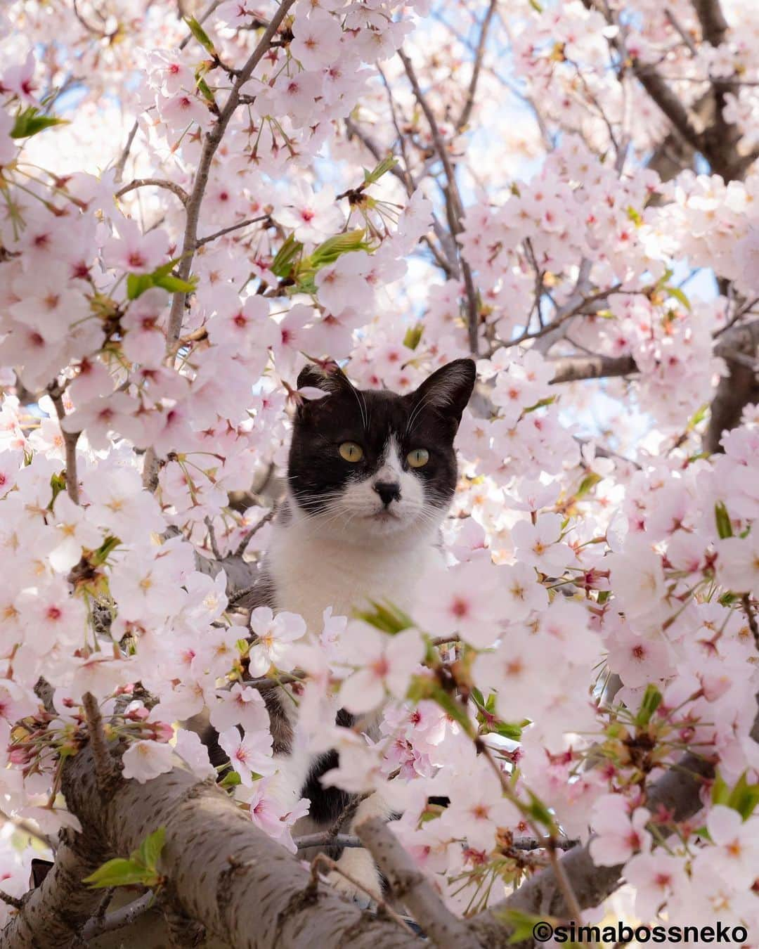 simabossnekoさんのインスタグラム写真 - (simabossnekoInstagram)「・ 桜が見頃ですにゃ😸🌸 Cherry blossoms are in full bloom❣️ Swipeしてね←←🐾  〜お知らせ〜 対象書店にて、『島にゃんこ』発売＆『キス猫』重版記念フェア開催中！ 購入者限定特典は【A6サイズクリアファイル】 ※景品が無くなっている店舗がかなり出て来ております！ お早めに🐾  【対象書籍】 『島にゃんこ』（2月22日発売） 税込：1,210円 ISBN：978-4-8470-7286-4  『キス猫 - すりすり、ぎゅっ、と。 -』 税込：1,100円 ISBN：978-4-8470-9892-5  【特典内容】 もふもふ猫写真入りクリアファイル（A6サイズ）  【開催期間】 2023年2月22日（水）から フェア開始時期は店舗・地域によって異なる場合がございます。 ●書店店頭で必ずご確認下さい。  【配布方法】 フェア開催店舗にて、『島にゃんこ』『キス猫』をお買い上げのお客様に、 １冊ご購入につき１枚プレゼントいたします。 ・特典の数には限りがあります。なくなり次第終了となりますので予めご了承ください。 ・新刊「島にゃんこ」のみ取り扱いの店舗も一部ございます。  【フェア開催店舗】 ★姉川書店（にゃんこ堂） ★Cat’s Meow Books  (東京都)上記2店舗では、数量限定で『島にゃんこ』サイン入り本を販売！  ・北海道 喜久屋書店小樽店 紀伊國屋書店札幌本店 三省堂書店札幌店 喜久屋書店帯広店 ＭＡＲＵＺＥＮ＆ジュンク堂書店札幌店 紀伊國屋書店厚別店  ・岩手県 東山堂川徳店  ・宮城県 ヤマト屋書店仙台三越店 金港堂 ヤマト屋書店仙台八幡店 紀伊國屋書店仙台店  ・秋田県 ジュンク堂書店秋田店  ・山形県 みずほ八文字屋 戸田書店三川店 こまつ書店堀川町店  ・福島県 ジュンク堂書店郡山店 鹿島ブックセンター 岩瀬書店八木田店プラスゲオ  ・茨城県 ブックエースツタヤイオンタウン水戸南店 ブックエース結城店  ・埼玉県 紀伊國屋書店浦和パルコ店 三省堂書店大宮店 東京旭屋書店新越谷店 ＫａＢｏＳららぽーと新三郷店 ＴＳＵＴＡＹＡレイクタウン 紀伊國屋書店さいたま新都心店 ほんのいえ宮脇書店越谷店  ・千葉県 ときわ書房八千代台店 ＫａＢｏＳららぽーと柏の葉店 紀伊國屋書店流山おおたかの森店 東京旭屋書店船橋店  ・東京都 ＴＳＵＴＡＹＡ三軒茶屋店 丸善丸の内本店 ジュンク堂書店池袋本店 三省堂書店池袋本店 くまざわ書店千住大橋店 東京旭屋書店池袋店 紀伊國屋書店国分寺店 紀伊國屋書店西武渋谷店 紀伊國屋書店イトーヨーカドー木場店 八重洲ブックセンターＩＹ武蔵境店  ・神奈川県 紀伊國屋書店横浜店 有隣堂藤沢店 有隣堂アトレ川崎店 ＫａＢｏＳ宮前平店 紀伊國屋書店ららぽーと横浜店  ・新潟県 萬松堂 くまざわ書店長岡店  ・富山県 ツタヤブックストア藤の木店 文苑堂書店魚津サンプラザ店 明文堂書店富山新庄経堂店  ・石川県 北国書林アピタ松任店 北国書林アルプラザ店 きくざわ書店アルプラザ鹿島店 きくざわ書店ナッピィモール店 明文堂書店ＴＳＵＴＡＹＡ金沢野々市店 明文堂書店ＫＯＭＡＴＳＵ ＫａＢｏＳイオンモール新小松店  ・福井県 ＳｕｐｅｒＫａＢｏＳ敦賀店 ＳｕｐｅｒＫａＢｏＳ武生店 ＳｕｐｅｒＫａＢｏＳ鯖江店 ＫａＢｏＳ三国店 ＳｕｐｅｒＫａＢｏＳ新二の宮店 ＳｕｐｅｒＫａＢｏＳＷＡＳＳＥ店 ＳｕｐｅｒＫａＢｏＳ大和田店 勝木書店大野店 ＫａＢｏＳベル店  ・山梨県 戸田書店山梨中央店 ・長野県 ニシザワいなっせ店 ・静岡県 マルサン書店サントムーン店  ・愛知県 三省堂書店名古屋本店 ジュンク堂書店名古屋栄店  ・三重県 コメリ書房鈴鹿店 コメリ書房松阪店  ・滋賀県 ブックハウスひらがきＡスクエア店  ・京都府 大垣書店イオンモールＫＹＯＴＯ店 アバンティブックセンター洛北店  ・大阪府 紀伊國屋書店グランフロント大阪店 ジュンク堂書店天満橋店 ＴＳＵＴＡＹＡ戎橋店 紀伊國屋書店高槻阪急店 ブックスファミリア堺本店 紀伊國屋書店本町店 紀伊國屋書店天王寺ミオ店  ・兵庫県 ブックファースト阪急西宮ガーデンズ店 旭屋書店ららぽーと甲子園店  ・岡山県 啓文社岡山本店 ＴＳＵＴＡＹＡＡＺ岡南店  ・広島県 廣文館フジグラン広島店 啓文社ポートプラザ店 啓文社コア福山西店 啓文社新浜店 ジュンク堂書店広島駅前店  ・山口県 くまざわ書店下関店  ・香川県 宮脇書店南本店 宮脇書店本店  ・福岡県 丸善博多店 ジュンク堂書店福岡店 福岡金文堂行橋店  ・熊本県 蔦屋書店嘉島 ・大分県 紀伊國屋書店アミュプラザおおいた店 ・鹿児島県 ジュンク堂書店鹿児島店  各書店にてぜひ、お手に取ってみてください🥰 ・ ・ #桜 #しまねこ #島猫 #ねこ #にゃんすたぐらむ #猫写真 #cats_of_world #catloversclub #pleasantcats #catstagram #meowed #ig_japan #lumixg9」4月4日 7時35分 - simabossneko