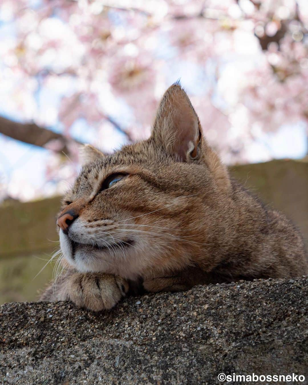 simabossnekoさんのインスタグラム写真 - (simabossnekoInstagram)「・ 桜が見頃ですにゃ😸🌸 Cherry blossoms are in full bloom❣️ Swipeしてね←←🐾  〜お知らせ〜 対象書店にて、『島にゃんこ』発売＆『キス猫』重版記念フェア開催中！ 購入者限定特典は【A6サイズクリアファイル】 ※景品が無くなっている店舗がかなり出て来ております！ お早めに🐾  【対象書籍】 『島にゃんこ』（2月22日発売） 税込：1,210円 ISBN：978-4-8470-7286-4  『キス猫 - すりすり、ぎゅっ、と。 -』 税込：1,100円 ISBN：978-4-8470-9892-5  【特典内容】 もふもふ猫写真入りクリアファイル（A6サイズ）  【開催期間】 2023年2月22日（水）から フェア開始時期は店舗・地域によって異なる場合がございます。 ●書店店頭で必ずご確認下さい。  【配布方法】 フェア開催店舗にて、『島にゃんこ』『キス猫』をお買い上げのお客様に、 １冊ご購入につき１枚プレゼントいたします。 ・特典の数には限りがあります。なくなり次第終了となりますので予めご了承ください。 ・新刊「島にゃんこ」のみ取り扱いの店舗も一部ございます。  【フェア開催店舗】 ★姉川書店（にゃんこ堂） ★Cat’s Meow Books  (東京都)上記2店舗では、数量限定で『島にゃんこ』サイン入り本を販売！  ・北海道 喜久屋書店小樽店 紀伊國屋書店札幌本店 三省堂書店札幌店 喜久屋書店帯広店 ＭＡＲＵＺＥＮ＆ジュンク堂書店札幌店 紀伊國屋書店厚別店  ・岩手県 東山堂川徳店  ・宮城県 ヤマト屋書店仙台三越店 金港堂 ヤマト屋書店仙台八幡店 紀伊國屋書店仙台店  ・秋田県 ジュンク堂書店秋田店  ・山形県 みずほ八文字屋 戸田書店三川店 こまつ書店堀川町店  ・福島県 ジュンク堂書店郡山店 鹿島ブックセンター 岩瀬書店八木田店プラスゲオ  ・茨城県 ブックエースツタヤイオンタウン水戸南店 ブックエース結城店  ・埼玉県 紀伊國屋書店浦和パルコ店 三省堂書店大宮店 東京旭屋書店新越谷店 ＫａＢｏＳららぽーと新三郷店 ＴＳＵＴＡＹＡレイクタウン 紀伊國屋書店さいたま新都心店 ほんのいえ宮脇書店越谷店  ・千葉県 ときわ書房八千代台店 ＫａＢｏＳららぽーと柏の葉店 紀伊國屋書店流山おおたかの森店 東京旭屋書店船橋店  ・東京都 ＴＳＵＴＡＹＡ三軒茶屋店 丸善丸の内本店 ジュンク堂書店池袋本店 三省堂書店池袋本店 くまざわ書店千住大橋店 東京旭屋書店池袋店 紀伊國屋書店国分寺店 紀伊國屋書店西武渋谷店 紀伊國屋書店イトーヨーカドー木場店 八重洲ブックセンターＩＹ武蔵境店  ・神奈川県 紀伊國屋書店横浜店 有隣堂藤沢店 有隣堂アトレ川崎店 ＫａＢｏＳ宮前平店 紀伊國屋書店ららぽーと横浜店  ・新潟県 萬松堂 くまざわ書店長岡店  ・富山県 ツタヤブックストア藤の木店 文苑堂書店魚津サンプラザ店 明文堂書店富山新庄経堂店  ・石川県 北国書林アピタ松任店 北国書林アルプラザ店 きくざわ書店アルプラザ鹿島店 きくざわ書店ナッピィモール店 明文堂書店ＴＳＵＴＡＹＡ金沢野々市店 明文堂書店ＫＯＭＡＴＳＵ ＫａＢｏＳイオンモール新小松店  ・福井県 ＳｕｐｅｒＫａＢｏＳ敦賀店 ＳｕｐｅｒＫａＢｏＳ武生店 ＳｕｐｅｒＫａＢｏＳ鯖江店 ＫａＢｏＳ三国店 ＳｕｐｅｒＫａＢｏＳ新二の宮店 ＳｕｐｅｒＫａＢｏＳＷＡＳＳＥ店 ＳｕｐｅｒＫａＢｏＳ大和田店 勝木書店大野店 ＫａＢｏＳベル店  ・山梨県 戸田書店山梨中央店 ・長野県 ニシザワいなっせ店 ・静岡県 マルサン書店サントムーン店  ・愛知県 三省堂書店名古屋本店 ジュンク堂書店名古屋栄店  ・三重県 コメリ書房鈴鹿店 コメリ書房松阪店  ・滋賀県 ブックハウスひらがきＡスクエア店  ・京都府 大垣書店イオンモールＫＹＯＴＯ店 アバンティブックセンター洛北店  ・大阪府 紀伊國屋書店グランフロント大阪店 ジュンク堂書店天満橋店 ＴＳＵＴＡＹＡ戎橋店 紀伊國屋書店高槻阪急店 ブックスファミリア堺本店 紀伊國屋書店本町店 紀伊國屋書店天王寺ミオ店  ・兵庫県 ブックファースト阪急西宮ガーデンズ店 旭屋書店ららぽーと甲子園店  ・岡山県 啓文社岡山本店 ＴＳＵＴＡＹＡＡＺ岡南店  ・広島県 廣文館フジグラン広島店 啓文社ポートプラザ店 啓文社コア福山西店 啓文社新浜店 ジュンク堂書店広島駅前店  ・山口県 くまざわ書店下関店  ・香川県 宮脇書店南本店 宮脇書店本店  ・福岡県 丸善博多店 ジュンク堂書店福岡店 福岡金文堂行橋店  ・熊本県 蔦屋書店嘉島 ・大分県 紀伊國屋書店アミュプラザおおいた店 ・鹿児島県 ジュンク堂書店鹿児島店  各書店にてぜひ、お手に取ってみてください🥰 ・ ・ #桜 #しまねこ #島猫 #ねこ #にゃんすたぐらむ #猫写真 #cats_of_world #catloversclub #pleasantcats #catstagram #meowed #ig_japan #lumixg9」4月4日 7時35分 - simabossneko