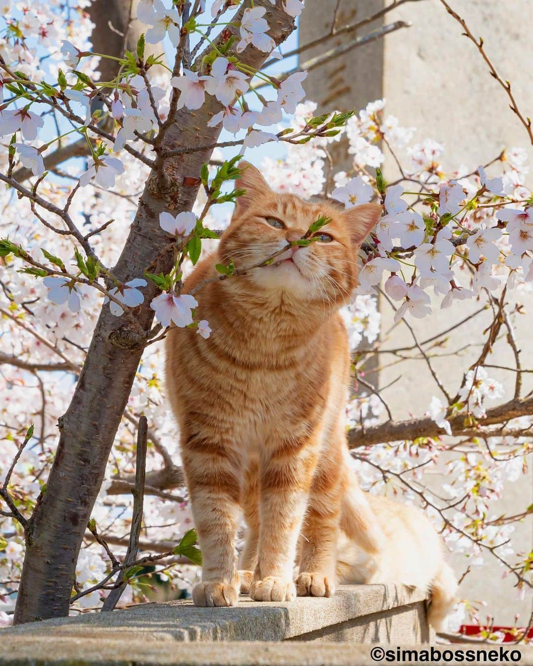 simabossnekoさんのインスタグラム写真 - (simabossnekoInstagram)「・ 桜が見頃ですにゃ😸🌸 Cherry blossoms are in full bloom❣️ Swipeしてね←←🐾  〜お知らせ〜 対象書店にて、『島にゃんこ』発売＆『キス猫』重版記念フェア開催中！ 購入者限定特典は【A6サイズクリアファイル】 ※景品が無くなっている店舗がかなり出て来ております！ お早めに🐾  【対象書籍】 『島にゃんこ』（2月22日発売） 税込：1,210円 ISBN：978-4-8470-7286-4  『キス猫 - すりすり、ぎゅっ、と。 -』 税込：1,100円 ISBN：978-4-8470-9892-5  【特典内容】 もふもふ猫写真入りクリアファイル（A6サイズ）  【開催期間】 2023年2月22日（水）から フェア開始時期は店舗・地域によって異なる場合がございます。 ●書店店頭で必ずご確認下さい。  【配布方法】 フェア開催店舗にて、『島にゃんこ』『キス猫』をお買い上げのお客様に、 １冊ご購入につき１枚プレゼントいたします。 ・特典の数には限りがあります。なくなり次第終了となりますので予めご了承ください。 ・新刊「島にゃんこ」のみ取り扱いの店舗も一部ございます。  【フェア開催店舗】 ★姉川書店（にゃんこ堂） ★Cat’s Meow Books  (東京都)上記2店舗では、数量限定で『島にゃんこ』サイン入り本を販売！  ・北海道 喜久屋書店小樽店 紀伊國屋書店札幌本店 三省堂書店札幌店 喜久屋書店帯広店 ＭＡＲＵＺＥＮ＆ジュンク堂書店札幌店 紀伊國屋書店厚別店  ・岩手県 東山堂川徳店  ・宮城県 ヤマト屋書店仙台三越店 金港堂 ヤマト屋書店仙台八幡店 紀伊國屋書店仙台店  ・秋田県 ジュンク堂書店秋田店  ・山形県 みずほ八文字屋 戸田書店三川店 こまつ書店堀川町店  ・福島県 ジュンク堂書店郡山店 鹿島ブックセンター 岩瀬書店八木田店プラスゲオ  ・茨城県 ブックエースツタヤイオンタウン水戸南店 ブックエース結城店  ・埼玉県 紀伊國屋書店浦和パルコ店 三省堂書店大宮店 東京旭屋書店新越谷店 ＫａＢｏＳららぽーと新三郷店 ＴＳＵＴＡＹＡレイクタウン 紀伊國屋書店さいたま新都心店 ほんのいえ宮脇書店越谷店  ・千葉県 ときわ書房八千代台店 ＫａＢｏＳららぽーと柏の葉店 紀伊國屋書店流山おおたかの森店 東京旭屋書店船橋店  ・東京都 ＴＳＵＴＡＹＡ三軒茶屋店 丸善丸の内本店 ジュンク堂書店池袋本店 三省堂書店池袋本店 くまざわ書店千住大橋店 東京旭屋書店池袋店 紀伊國屋書店国分寺店 紀伊國屋書店西武渋谷店 紀伊國屋書店イトーヨーカドー木場店 八重洲ブックセンターＩＹ武蔵境店  ・神奈川県 紀伊國屋書店横浜店 有隣堂藤沢店 有隣堂アトレ川崎店 ＫａＢｏＳ宮前平店 紀伊國屋書店ららぽーと横浜店  ・新潟県 萬松堂 くまざわ書店長岡店  ・富山県 ツタヤブックストア藤の木店 文苑堂書店魚津サンプラザ店 明文堂書店富山新庄経堂店  ・石川県 北国書林アピタ松任店 北国書林アルプラザ店 きくざわ書店アルプラザ鹿島店 きくざわ書店ナッピィモール店 明文堂書店ＴＳＵＴＡＹＡ金沢野々市店 明文堂書店ＫＯＭＡＴＳＵ ＫａＢｏＳイオンモール新小松店  ・福井県 ＳｕｐｅｒＫａＢｏＳ敦賀店 ＳｕｐｅｒＫａＢｏＳ武生店 ＳｕｐｅｒＫａＢｏＳ鯖江店 ＫａＢｏＳ三国店 ＳｕｐｅｒＫａＢｏＳ新二の宮店 ＳｕｐｅｒＫａＢｏＳＷＡＳＳＥ店 ＳｕｐｅｒＫａＢｏＳ大和田店 勝木書店大野店 ＫａＢｏＳベル店  ・山梨県 戸田書店山梨中央店 ・長野県 ニシザワいなっせ店 ・静岡県 マルサン書店サントムーン店  ・愛知県 三省堂書店名古屋本店 ジュンク堂書店名古屋栄店  ・三重県 コメリ書房鈴鹿店 コメリ書房松阪店  ・滋賀県 ブックハウスひらがきＡスクエア店  ・京都府 大垣書店イオンモールＫＹＯＴＯ店 アバンティブックセンター洛北店  ・大阪府 紀伊國屋書店グランフロント大阪店 ジュンク堂書店天満橋店 ＴＳＵＴＡＹＡ戎橋店 紀伊國屋書店高槻阪急店 ブックスファミリア堺本店 紀伊國屋書店本町店 紀伊國屋書店天王寺ミオ店  ・兵庫県 ブックファースト阪急西宮ガーデンズ店 旭屋書店ららぽーと甲子園店  ・岡山県 啓文社岡山本店 ＴＳＵＴＡＹＡＡＺ岡南店  ・広島県 廣文館フジグラン広島店 啓文社ポートプラザ店 啓文社コア福山西店 啓文社新浜店 ジュンク堂書店広島駅前店  ・山口県 くまざわ書店下関店  ・香川県 宮脇書店南本店 宮脇書店本店  ・福岡県 丸善博多店 ジュンク堂書店福岡店 福岡金文堂行橋店  ・熊本県 蔦屋書店嘉島 ・大分県 紀伊國屋書店アミュプラザおおいた店 ・鹿児島県 ジュンク堂書店鹿児島店  各書店にてぜひ、お手に取ってみてください🥰 ・ ・ #桜 #しまねこ #島猫 #ねこ #にゃんすたぐらむ #猫写真 #cats_of_world #catloversclub #pleasantcats #catstagram #meowed #ig_japan #lumixg9」4月4日 7時35分 - simabossneko