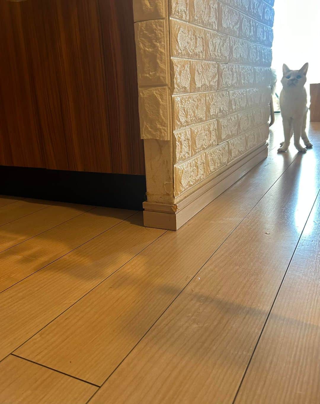 のインスタグラム：「なんか前足曲がってる気が。 老猫って前足外股になるのかな( ﾟωﾟ；)」