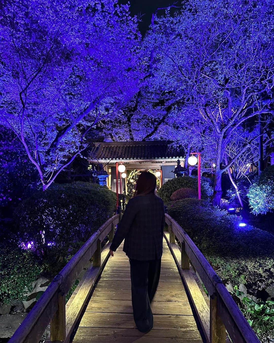 ジャングル叫女のインスタグラム：「YOZAKURA🌸  #桜 #花見 #夜桜 #cherryblossom #春 #日本の風景 #pink #spring #桜まつり」