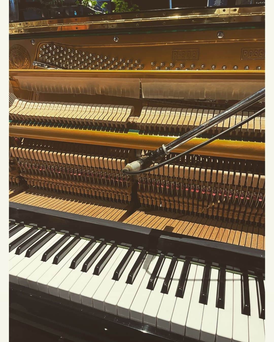 journaleatripのインスタグラム：「piano in "eatrip soil"  とうとうピアノが店にやって来た。  最初のお披露目は かっちゃんこと @takagimasakatsu  と決めていた。  かっちゃんの音は 意識的に奏でる音より もっとその先の無意識の、 いやそこにある雑音 自然音とともに出来るだけ同化したり戯れたりして、立ち上がってくるピアノを弾いてるのではないかなと勝手に解釈している。 そんな中で産まれている Marginaliaは吸って吐く息のように身体に入ってくる。  今回の sound blow 13回目"はるのおんど" 誰かの強い意志を浴びるようなピアノもあるけど、かっちゃんのピアノは ピアノを奏でる喜びや解放を感じる時間だった。種がまかれる時間。ありがとう。ありがとう。  そしてこのピアノに出逢わしてくれたまみちゃん @mamiko.hirai 有難う。 そしてタカギクラヴィアさんありがとうございました。  🎹  教授の言葉のように 1人の人生は必ず終わりがあり短いといえるかもしれないけれども 自然と自然から生まれる芸術は長く いや永遠であって欲しいと強く願いました。  #eatripsoilseedclub #soundblow」