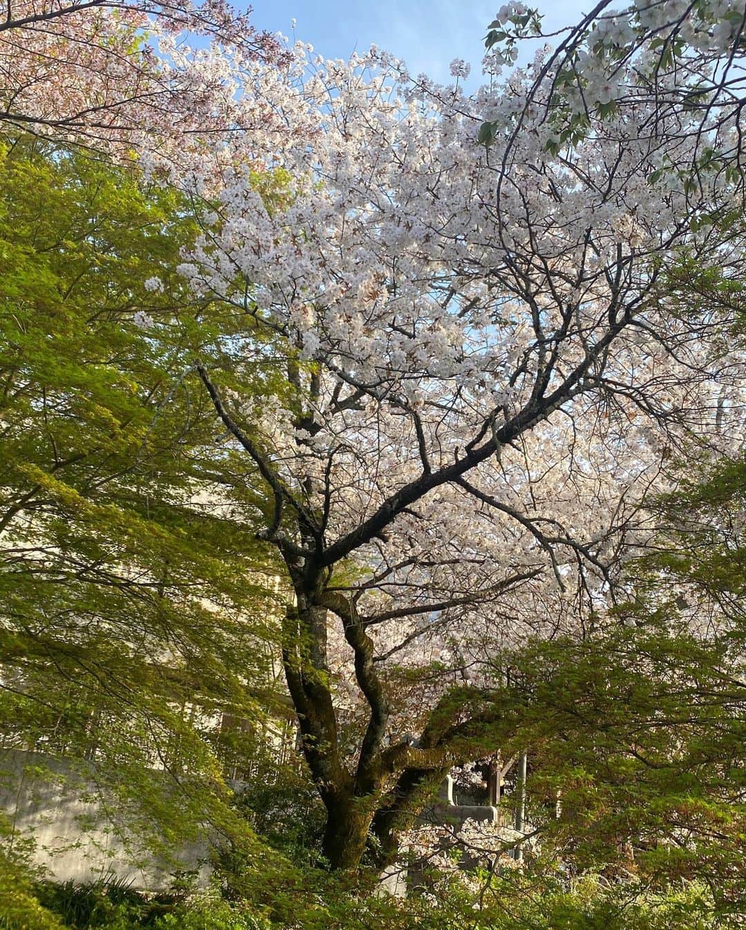 田添菜穂子さんのインスタグラム写真 - (田添菜穂子Instagram)「夕方には哲学の道へ。  ちょうど満開を1,2日過ぎたところで、十分お花も花吹雪も花筏も見られるよい頃合いでした。  目黒川よりも川幅狭く、桜も近く、野趣あふれている感じ。どちらもステキで、どちらもいいですね。  桜と青楓のコントラストが見られる個所もあって美しかったです。  京都の桜、満喫しました！  #哲学の道の桜 #哲学の道」4月4日 0時01分 - nahokotazoe