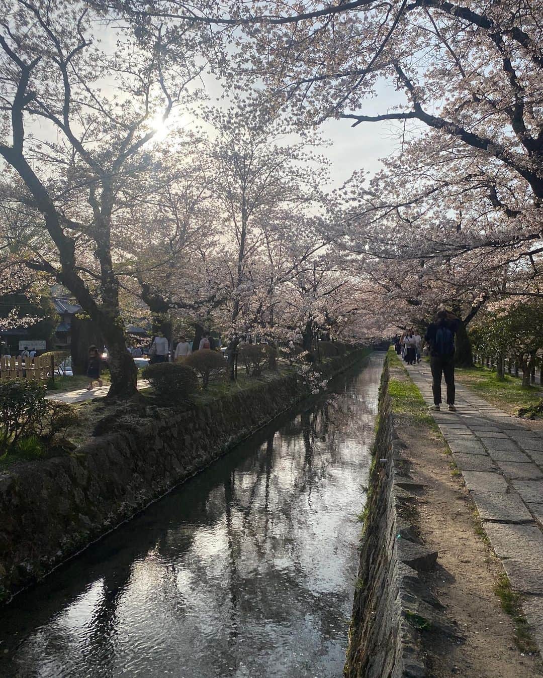 田添菜穂子さんのインスタグラム写真 - (田添菜穂子Instagram)「夕方には哲学の道へ。  ちょうど満開を1,2日過ぎたところで、十分お花も花吹雪も花筏も見られるよい頃合いでした。  目黒川よりも川幅狭く、桜も近く、野趣あふれている感じ。どちらもステキで、どちらもいいですね。  桜と青楓のコントラストが見られる個所もあって美しかったです。  京都の桜、満喫しました！  #哲学の道の桜 #哲学の道」4月4日 0時01分 - nahokotazoe