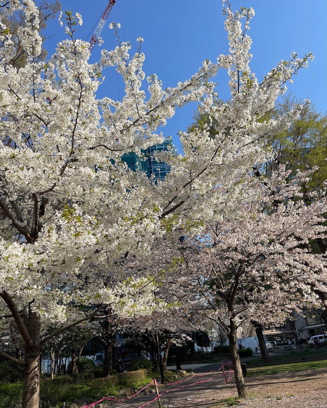 SHINOBUのインスタグラム：「4月に入ってました〜 しかももう4日 いや早いって過ぎるの✈️ エイプリルフール ってなんだったっけ？ ってなって マヂで恐怖を覚えました😶‍🌫️ 来年は エイプリルフールを フル活用しようか〜 いやあたしがしたら さぶいからやめよw  #もう4月  #桜が好き   #花粉は嫌い」