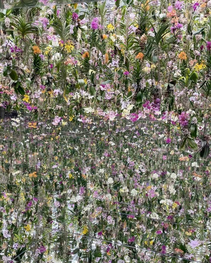 のインスタグラム：「何年かぶりのチームラボ💫 前回この花の所見れてなかったから 行けてよかった🥰🌸 背景に出来そうな綺麗な写真沢山撮れた🤳  PR @teamlab.planets #チームラボ #デートスポット #東京観光 #東京旅行 #teamlab #teamlabplanets #チームラボプラネッツ #豊洲」
