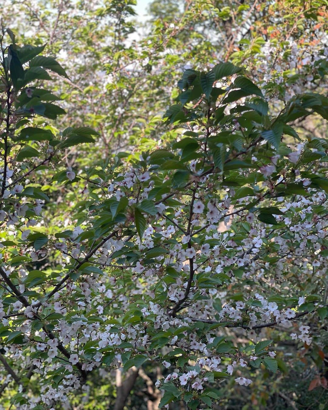 倉田亜味さんのインスタグラム写真 - (倉田亜味Instagram)「お庭の桜 半分くらい花びら落ちちゃったけど、綺麗♪ 葉っぱと一緒なのも好きなところ 葉桜を見ると 葉月さらちゃんや羽桜しずくちゃん芸名を思い出してしまうのは私だけ？  そこから付けたわけではないかもしれないけれど。 どちらも好きな子♪ って言うひとりごと。」4月4日 9時11分 - kurata_amigram