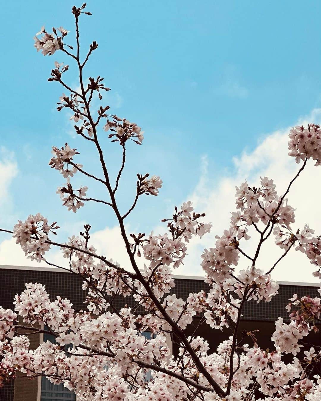 範田紗々さんのインスタグラム写真 - (範田紗々Instagram)「テンムさんとノエルちゃんと毎年通った桜道をおぱんちゅと歩いた😊 アイスの実の白いカフェオレおいしい💓」4月4日 6時36分 - handa_sasa