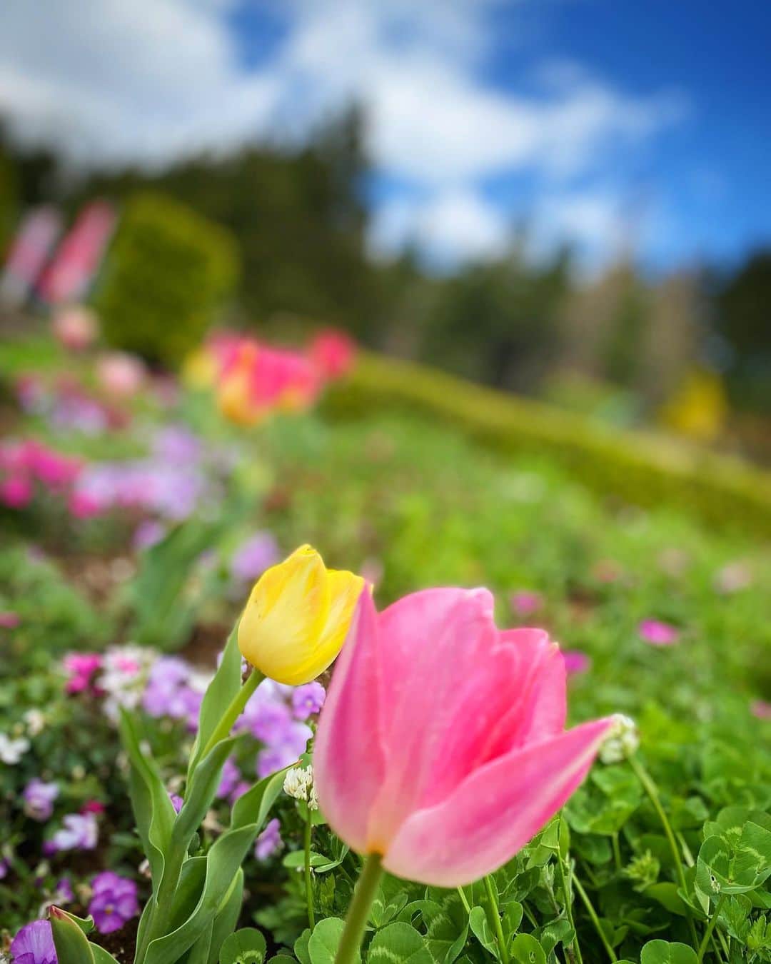 涼紫央さんのインスタグラム写真 - (涼紫央Instagram)「春休みももうすぐおわり。 たくさん遊びました。 もう使用してない線路跡に大興奮！ #3歳」4月4日 6時35分 - toitoitoi