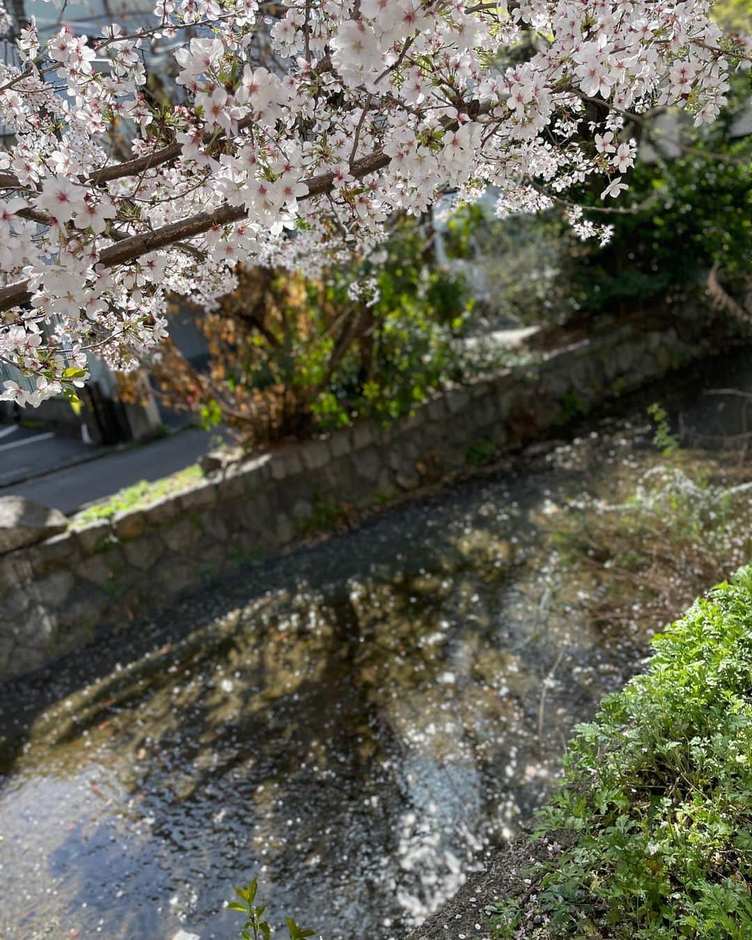 此ノ木よしるさんのインスタグラム写真 - (此ノ木よしるInstagram)「伏見稲荷神社で買った狐面、ぬいサイズ(1/3ドールサイズも)にピッタリで良き🙏  #鴨川 #高瀬川 #桜 #木屋町通り #京都 #kyoto #ぬい撮り」4月4日 18時24分 - y_konogi