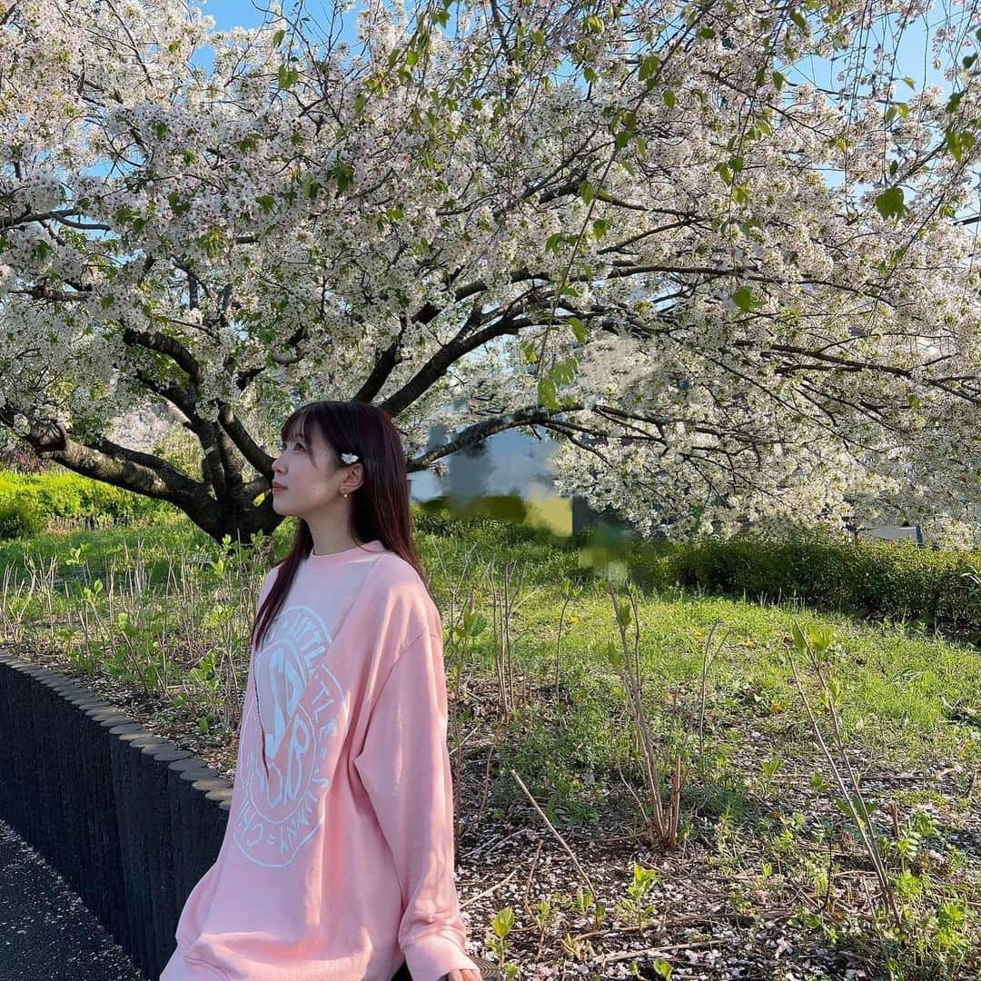 桜野羽咲さんのインスタグラム写真 - (桜野羽咲Instagram)「🌸🍃 ⁡ ⁡ ⁡ 今日は早めにお仕事がおわり のんびり時間なう(´ฅ•ω•ฅ｀)🤍 ⁡ ⁡ 今年も無事 桜とお写真撮れたので 載せるね 🌸🌸🍃 葉桜もすき ⁡ ⁡ ⁡ もうちょっとのんびりしたら 今夜も個展作業するぅ ⁡ ⁡ ⁡ - - - - - - - - - - - - - - - - ⁡ #桜野羽咲10周年 記念個展 「 - 祈歌 - 」 ⁡ ┈┈┈┈┈┈┈┈┈┈ 祈るように 花のように 歌う 私の10年間 ┈┈┈┈┈┈┈┈┈┈ ⁡ 4/26-4/30 15:00~20:00  ⚲ Gallery＆Bar くらげ ✎入場無料 ⁡ 🔗arcana-project.com/contents/627755 ⁡ ⁡ - - - - - - - - - - - - - - - - ⁡   4/30(日) ⚲秋葉原ディアステージ ⁡ 桜野羽咲10周年記念イベント #ありがとうーちゃん ⁡ 1部　16:00～18:00 2部　18:30～20:30 ⁡ 追加チケット▼ 【一階ライブ観覧チケット販売中】 ⇒入場料・1ドリンク・桜野羽咲チェキ 付き ※特典会参加可能 ⁡ 🔗https://dearstage.com/event/32503/ 🎫https://t.livepocket.jp/e/ds0430 ⁡ - - - - - - - - - - - - - - - - ⁡ ⁡ ⁡ ⁡ ⁡ ⁡ #個展 #個展情報 #gallery #10周年 #周年イベント #写真 #言葉 #言葉を紡ぐ #秋葉原 #秋葉原コンカフェ #ライブ情報 #桜 #葉桜 #photography #soloexhibition #japanesegirl #dearstage #akihabara #popculture #flowerphotography #littlesunnybite #ootdfashion #cherryblossom」4月4日 18時18分 - sakuranousa