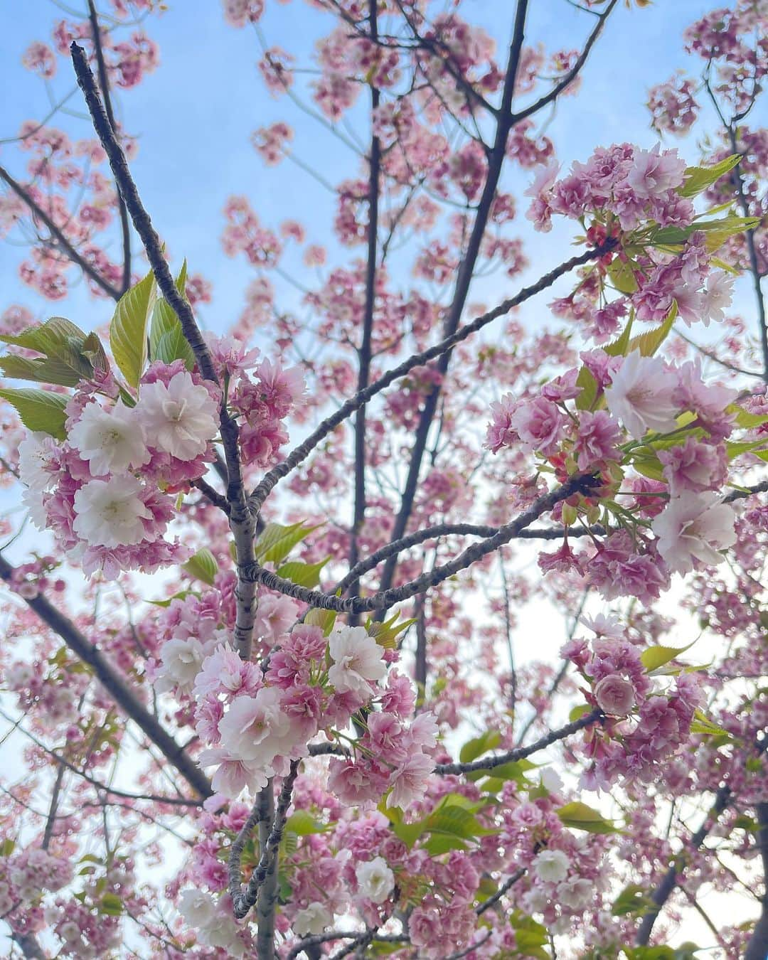 小川りかこのインスタグラム：「息子の入園準備にお名前スタンプやシールを買ったけど、なかなか進まない😇 まず必要なものを揃えるのも大変だし上手くスタンプ押したりアイロンするのも大変😂 隙間時間にちまちま進めてたけどまだ終わらない😅 昔からいつもギリギリ😭直したいけど直らない。 でも、やるしかない💪 今年も何度かお花見出来たけど、いよいよ今日で最後かな🌸 今年から色々変化しそうだな…🥹  #お花見#花見#桜#さくら#サクラ#cherryblossom#4月#3歳#入園準備 #男の子#男の子ママ#3歳男の子#新年度#🌸#新年度スタート#新年度準備」