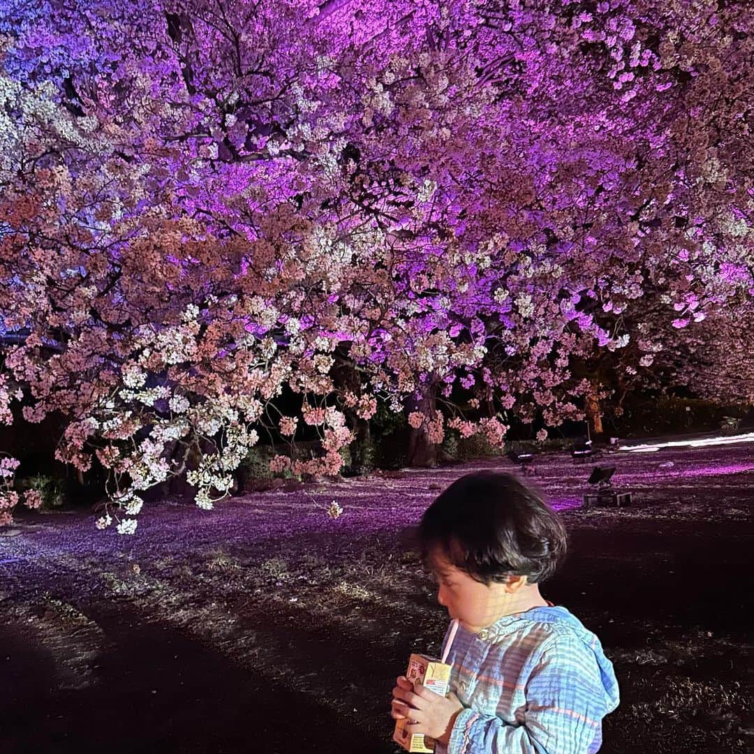 世手子さんのインスタグラム写真 - (世手子Instagram)「SAKURA SAKU🌸🌸🌸 The bright arrival of spring✨✨ the beginning of a new start(*^▽^*) 今年の春は 桜があっという間に咲き誇ったね✨✨ #夜桜 で春の到来を息子と噛み締めました(⌒▽⌒) 2023の幕開け(●´ω｀●) @hi_brand_fukuoka  #福岡 #k-pop  #アカデミー　 #HIbrand がスタート(^_^) 鮮やかな春のはじまりだね(о´∀`о) k-pop ACADEMY HI!brand FUKUOKAのオーディションが6月4日に開催さされるよ(^ ^) 締め切りは5月31日まで❣️ https://www.hi-brand-fukuoka.com/ 5歳からエントリーできるよ_φ(･_･ 審査員に #イムホ 氏がいる❣️ #チャングムの誓い 懐かしい🌟 楽しそうなオーディション(*⁰▿⁰*) 九州の未来のアーティストさんたち日韓デビューのチャンスを掴んでね(*´∇｀*)  #アイドル　 #k-pop部門　 #俳優部門　 #モデル部門　 #オーディション #ドタバタ育児  #二児のママ  #2児育児 #赤ちゃんのいる暮らし  #3歳男の子 #3歳差育児  #二児の母 #二児ママ  #ママシンガー  #二児育児 #2児ママ #2児のママ #赤ちゃんのいる生活 #PR」4月4日 16時49分 - rojide