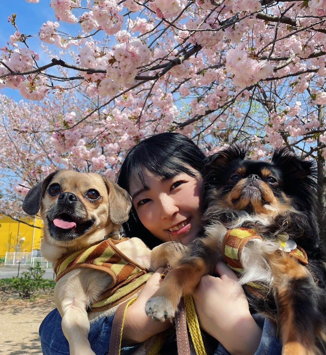 服部彩香さんのインスタグラム写真 - (服部彩香Instagram)「かわい子ちゃんたちとお花見散歩🐶🐶🌸 . #ミックス犬 #パグックス #パグミックス #ダックスミックス #狆チワ #狆ミックス #チワワミックス」4月4日 16時49分 - ayasyan1112