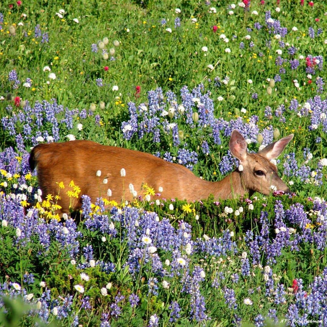 アメリカ大使館さんのインスタグラム写真 - (アメリカ大使館Instagram)「ワシントン州にあるマウント・レーニア国立公園の美しいエリアとして有名な「パラダイス」。その青々としたワイルドフラワーの草原を歩くオジロジカ。 🦌  #マウント・レーニア国立公園 #草原 #green #MountRainier」4月4日 17時00分 - usembassytokyo