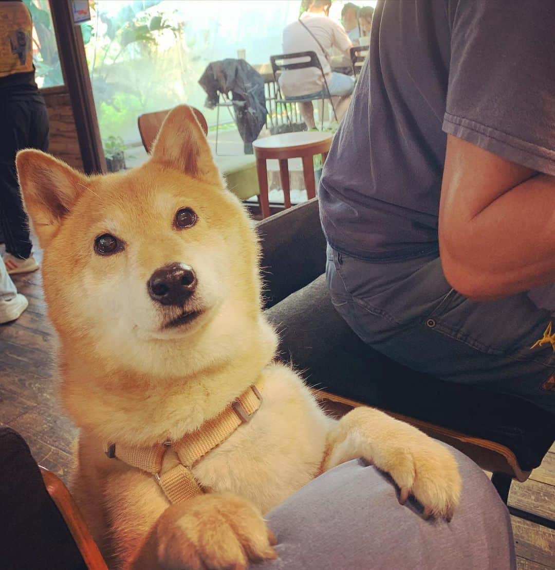 Coffeeのインスタグラム：「想吃😋 有窩的嗎？ #coffee_and_apple  #12歲咖啡  #shibainu」