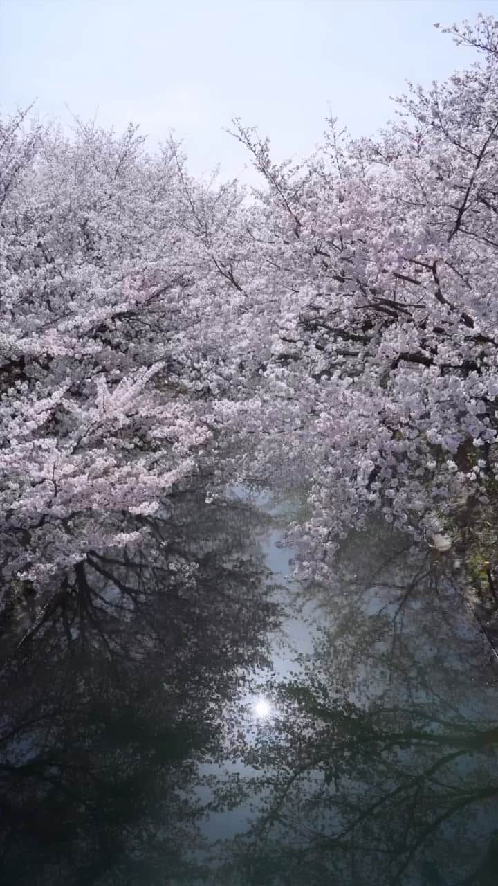 のインスタグラム：「Kyoto in spring 2023」