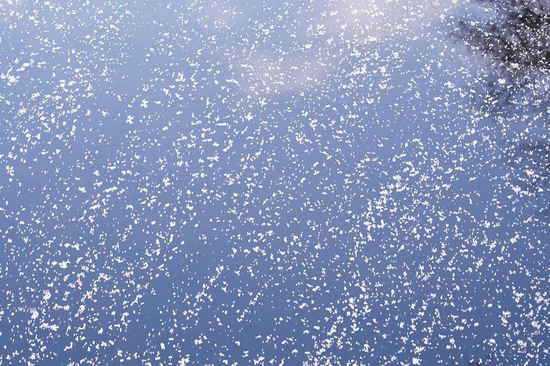 櫻田宗久さんのインスタグラム写真 - (櫻田宗久Instagram)「. 散る桜も綺麗  宇宙みたい💫  2023/4.2」4月4日 17時31分 - munetopia