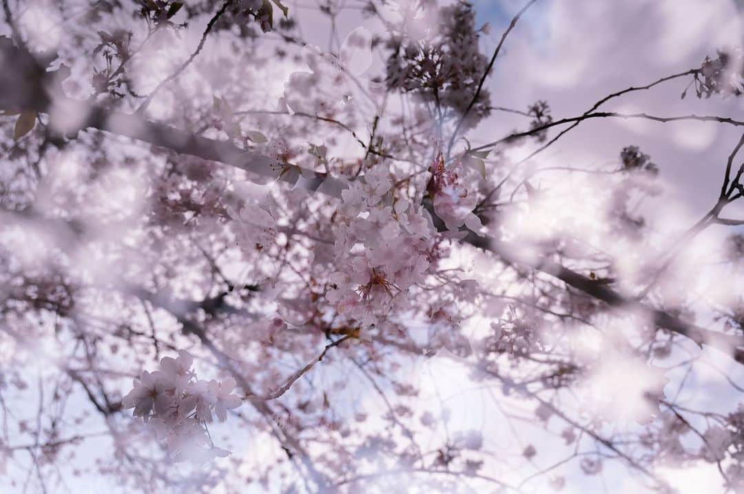 櫻田宗久のインスタグラム：「. 散る桜も綺麗  宇宙みたい💫  2023/4.2」