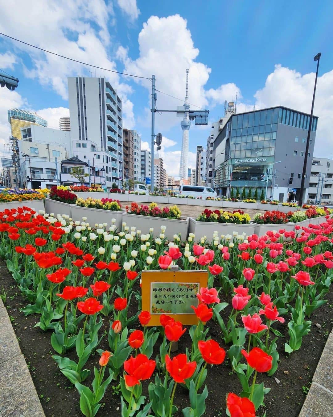 墨田区さんのインスタグラム写真 - (墨田区Instagram)「【🚙駒形橋前フラワーコーナー🌸都会のお花畑🐤】  巨大な交差点のど真ん中に突如表れる癒しの場所🚙🌷🌷🐤四季折々のお花が大切に育てられていますが、今はチューリップが彩り豊かに咲き、とっても素敵です🌷☀  1～３枚目　撮影者: ＃すみだカメラ部10選 　@shikami_kobayashi（鹿美 ) ４枚目　撮影者:  すみだカメラ部10選　　　 @m12070828t  #墨田区 #すみだ #sumida #東京 #tokyo #わたしのすみだ自慢 #これもすみだのシティプロモーション #東京スカイツリー #チューリップ #都会のお花畑 #花畑 #春 #flowers #colors #駒形橋 #フラワーコーナー #naturephotography #nature_brilliance #flowerpower #交差点 #癒し #憩いの場 #春の訪れ #都会のオアシス #季節を感じる風景」4月4日 17時46分 - sumida_official