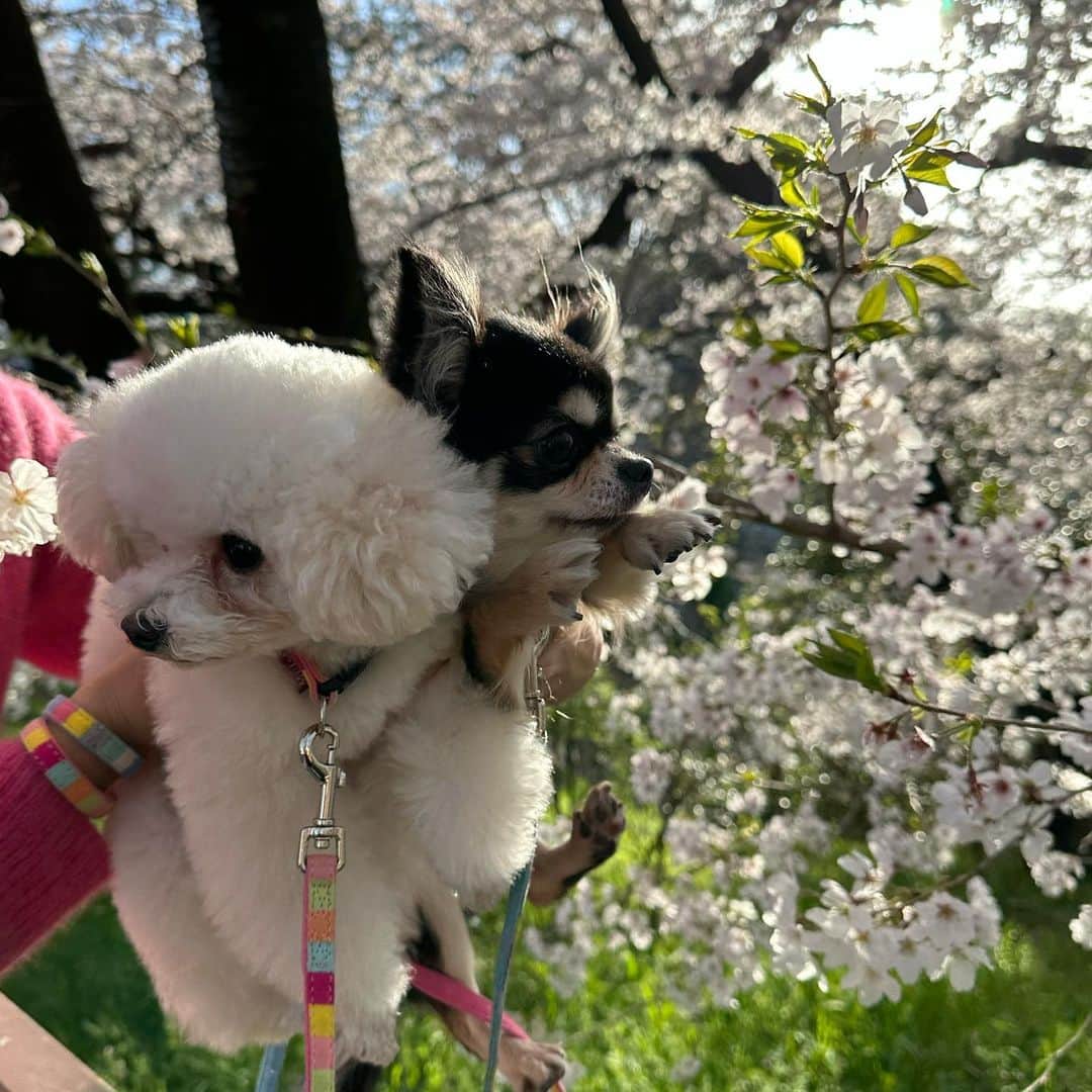 愛沢りんのインスタグラム：「🐕🌸」