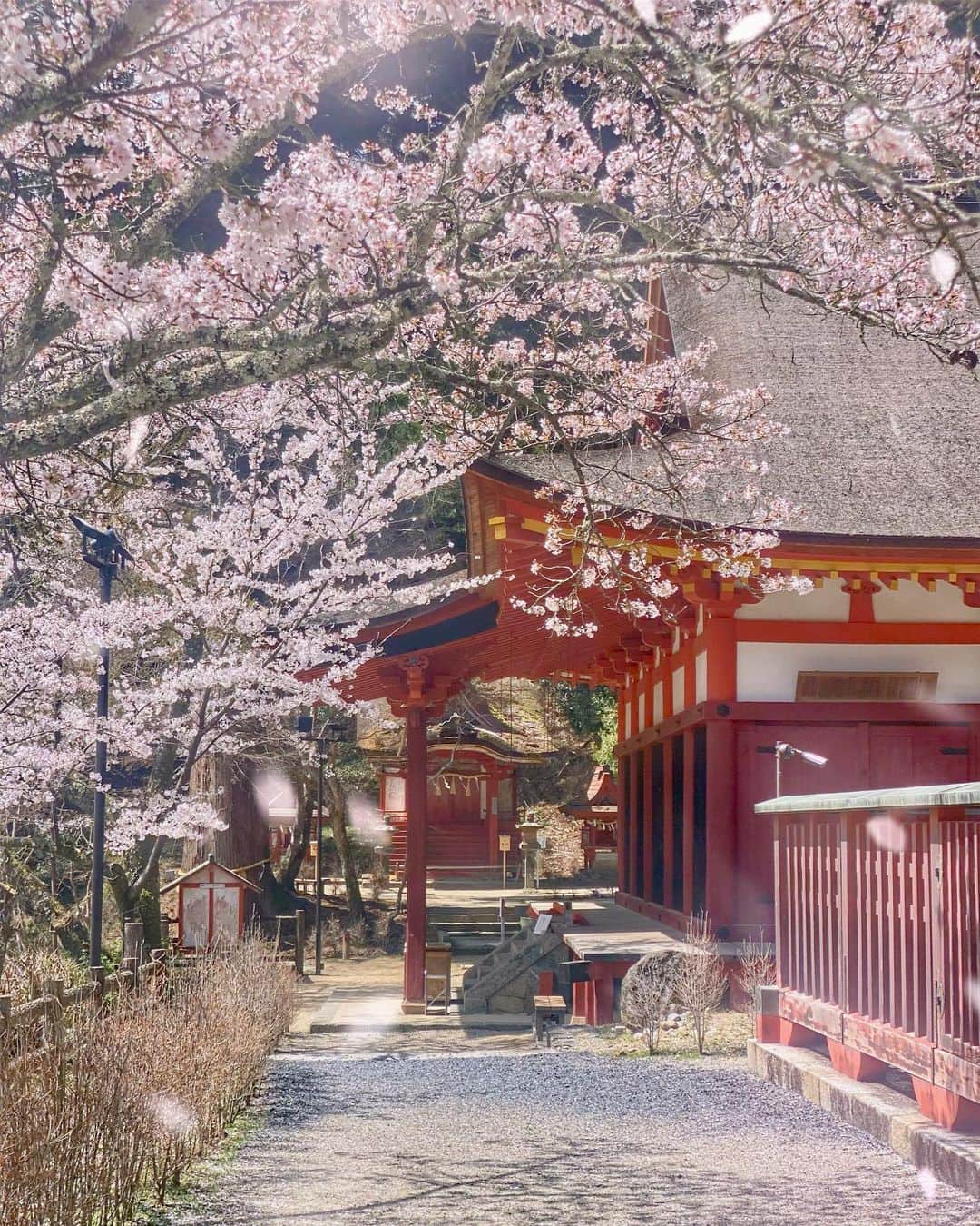 hama_aki_pppさんのインスタグラム写真 - (hama_aki_pppInstagram)「奈良県#談山神社 (スライドして下さい)  Location Nara Japan (Swipe)   2023.04.02撮影　  少し京都の桜を後回しにして奈良の桜を🌸🌸 紅葉シーズンは大混雑の談山神社ですが日曜日でも比較的ゆっくり見る事が出来ました🤳 境内には500本の桜🌸 桜だらけの山の中の神社って感じです☺️ 満開すごく綺麗でした 最後少し動画入れました🌸🌸      #神社仏閣  #寺社仏閣  #日本庭園  #わたしは奈良派  #奈良県景観資産  #その旅に物語を  #誰かに見せたい花  #おとな旅プレミアム  #タビジェニ  #こころから  #絶景事典  #sorakataphoto  #japanshrine  #jalan_travel  #japanesegarden  #visitjapanjp  #japaneseshrine  #cherryblossom  #inspring_shot  #cooljapan  #come_to_japan  #loves_united_flora  #sakura  #total_japan  #flyjal  #j_flower_shots  #beautiful_kansai  #otonatabi_japan  #histrip_japan」4月4日 18時02分 - hama_aki_ppp