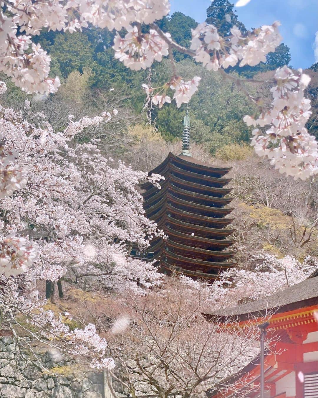 hama_aki_pppさんのインスタグラム写真 - (hama_aki_pppInstagram)「奈良県#談山神社 (スライドして下さい)  Location Nara Japan (Swipe)   2023.04.02撮影　  少し京都の桜を後回しにして奈良の桜を🌸🌸 紅葉シーズンは大混雑の談山神社ですが日曜日でも比較的ゆっくり見る事が出来ました🤳 境内には500本の桜🌸 桜だらけの山の中の神社って感じです☺️ 満開すごく綺麗でした 最後少し動画入れました🌸🌸      #神社仏閣  #寺社仏閣  #日本庭園  #わたしは奈良派  #奈良県景観資産  #その旅に物語を  #誰かに見せたい花  #おとな旅プレミアム  #タビジェニ  #こころから  #絶景事典  #sorakataphoto  #japanshrine  #jalan_travel  #japanesegarden  #visitjapanjp  #japaneseshrine  #cherryblossom  #inspring_shot  #cooljapan  #come_to_japan  #loves_united_flora  #sakura  #total_japan  #flyjal  #j_flower_shots  #beautiful_kansai  #otonatabi_japan  #histrip_japan」4月4日 18時02分 - hama_aki_ppp