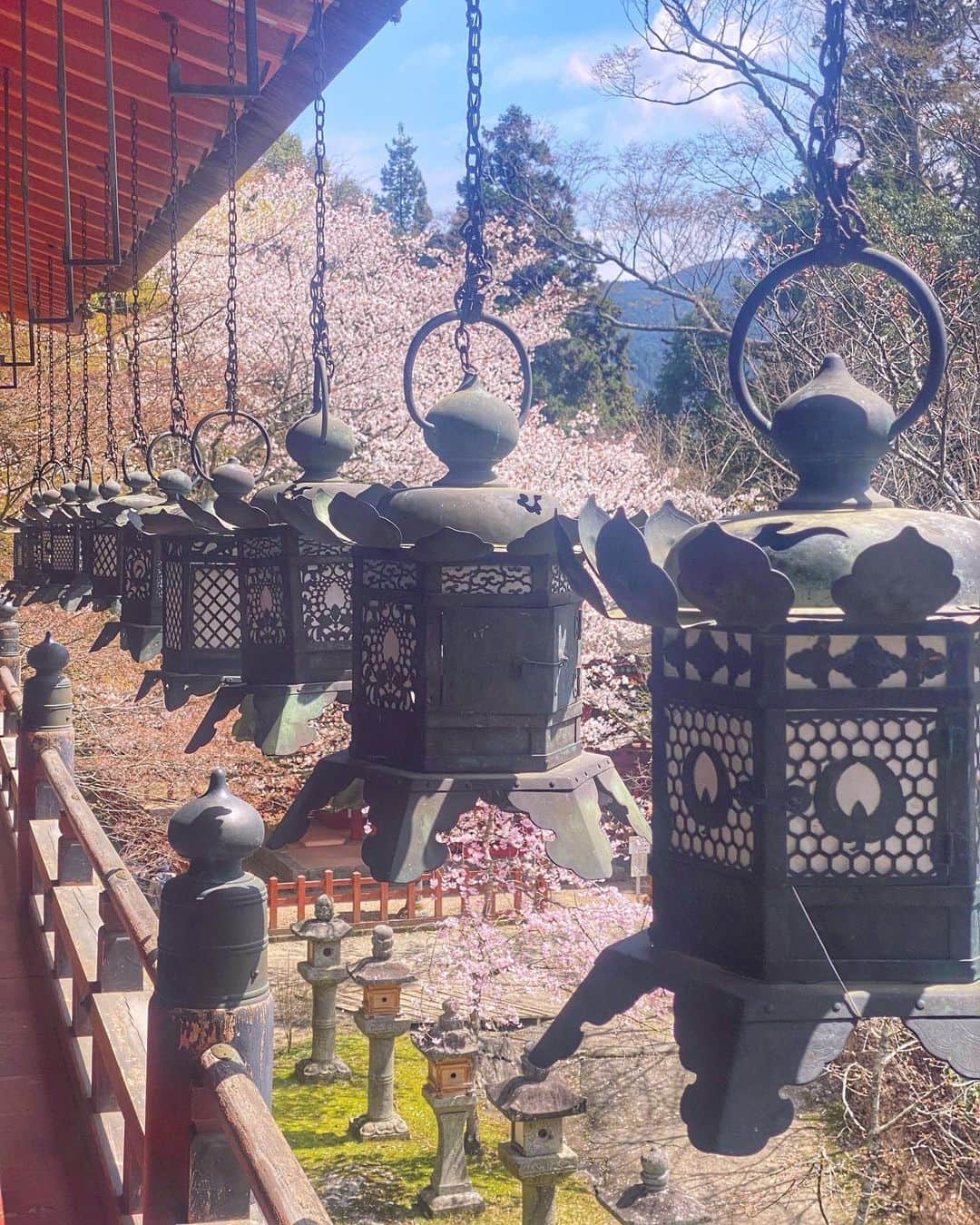 hama_aki_pppさんのインスタグラム写真 - (hama_aki_pppInstagram)「奈良県#談山神社 (スライドして下さい)  Location Nara Japan (Swipe)   2023.04.02撮影　  少し京都の桜を後回しにして奈良の桜を🌸🌸 紅葉シーズンは大混雑の談山神社ですが日曜日でも比較的ゆっくり見る事が出来ました🤳 境内には500本の桜🌸 桜だらけの山の中の神社って感じです☺️ 満開すごく綺麗でした 最後少し動画入れました🌸🌸      #神社仏閣  #寺社仏閣  #日本庭園  #わたしは奈良派  #奈良県景観資産  #その旅に物語を  #誰かに見せたい花  #おとな旅プレミアム  #タビジェニ  #こころから  #絶景事典  #sorakataphoto  #japanshrine  #jalan_travel  #japanesegarden  #visitjapanjp  #japaneseshrine  #cherryblossom  #inspring_shot  #cooljapan  #come_to_japan  #loves_united_flora  #sakura  #total_japan  #flyjal  #j_flower_shots  #beautiful_kansai  #otonatabi_japan  #histrip_japan」4月4日 18時02分 - hama_aki_ppp