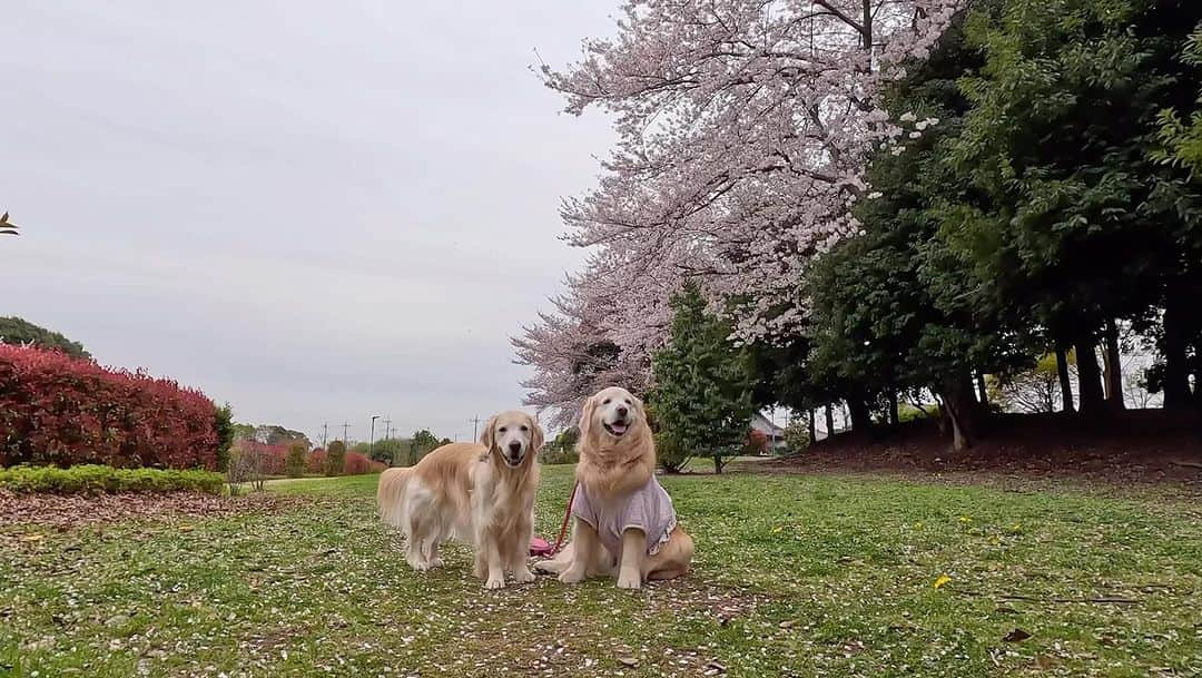 まゆみのインスタグラム：「。 。 #日本中にボールを落としまくる犬 #探し役の妹 #長年ボールストックし続ける母 。 #開き直る #不法投棄 。 完全通常モードです😅🙏 術前は色々考えてドキドキして 苦しくなるけど 術後になってしまえば なんてことないですね😂😂 。 今後また手術になったとしても 慌てるな！と私に言っておこう😅 。 #いちいちこの世の終わりになる私 #いつもいつもお騒がせしてすみません」