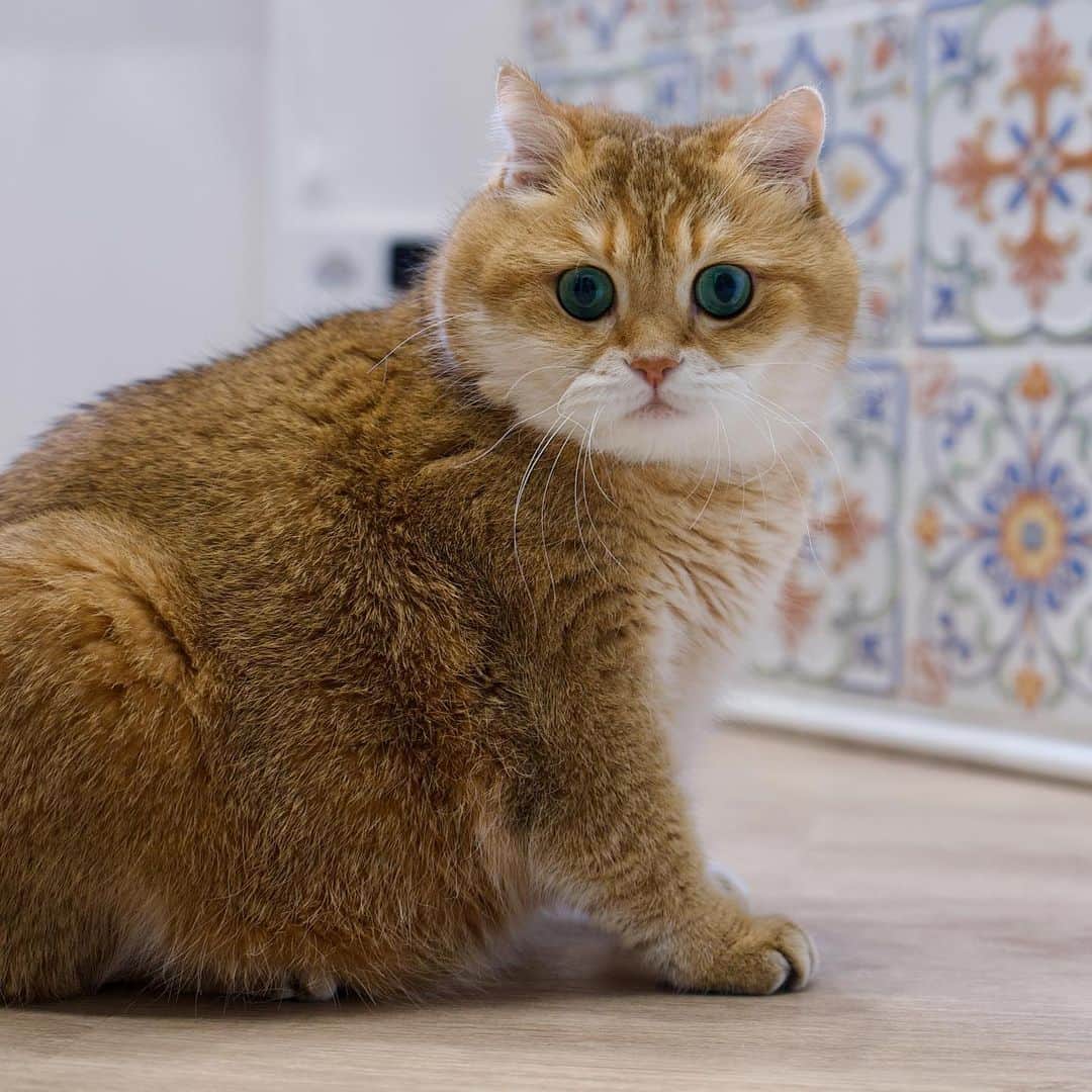 のインスタグラム：「Hosico is a detective, a piece of butter is wanted 🕵️‍♂️」
