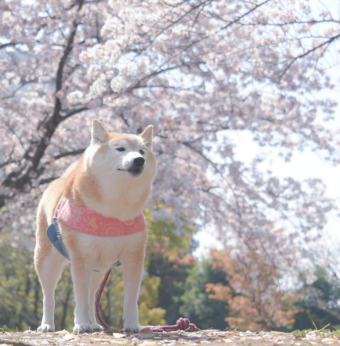 meekooのインスタグラム：「りんごさん、遠い目をしとる…😆🌸 2023.4.1撮影」