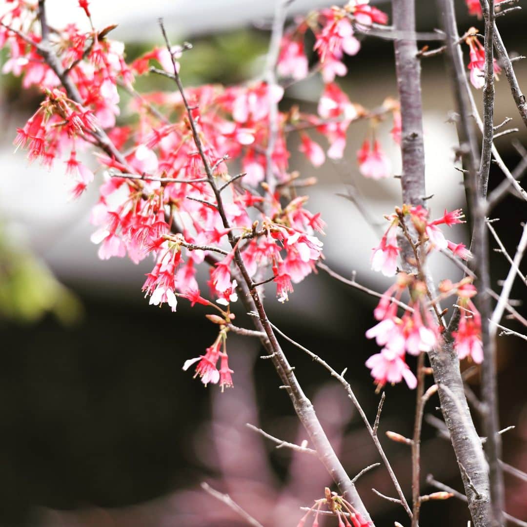 のインスタグラム：「新年度ですね🌸  入学・入社の皆さん、おめでとうございます！  環境の変化は、気付かないうちに疲れやストレスをためてしまいがちです。  お疲れが抜けない時には、どんなに忙しくても欠かせない「バスタイム」を竜泉寺の湯で過ごしてみませんか。  お風呂に浸かった瞬間、日常とは別の時間がゆっくりと流れはじめます♨  #入学式 #入社式 #竜泉寺の湯 #スパメッツァ #桜 #花見 #岩盤浴 #名古屋市 #湘南 #茅ヶ崎 #八王子 #豊田市 #横浜市 #おおたかの森 #流山 #お風呂 #スーパー銭湯 #サウナ #天然温泉 #炭酸泉 #コワーキングスペース #読書 #癒し #リラックス」