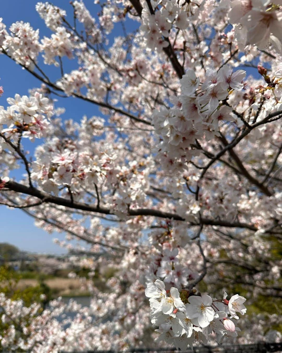 小野麻亜矢さんのインスタグラム写真 - (小野麻亜矢Instagram)「桜見納め🌸🌸🌸  #桜 #マスク外して良くなって #お花見ものびのびできる #気持ちが違うともっと桜が綺麗 #2023」4月4日 9時34分 - ono_maaya
