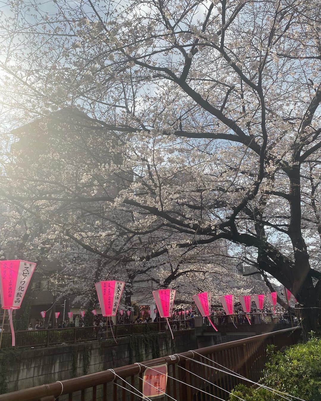 小野麻亜矢さんのインスタグラム写真 - (小野麻亜矢Instagram)「桜見納め🌸🌸🌸  #桜 #マスク外して良くなって #お花見ものびのびできる #気持ちが違うともっと桜が綺麗 #2023」4月4日 9時34分 - ono_maaya
