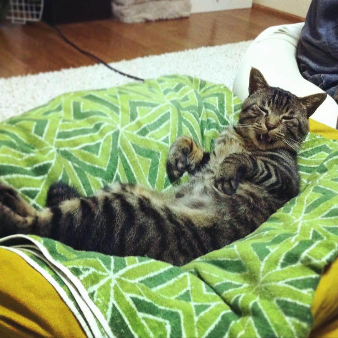 Musashiさんのインスタグラム写真 - (MusashiInstagram)「2011年2月のムサシさん。おばけの手がかわいすぎる。👻💕 #mck延長戦 #musashi #mck #cat #キジトラ #ムサシさん #musashi_the_cat」4月4日 9時35分 - _daisy